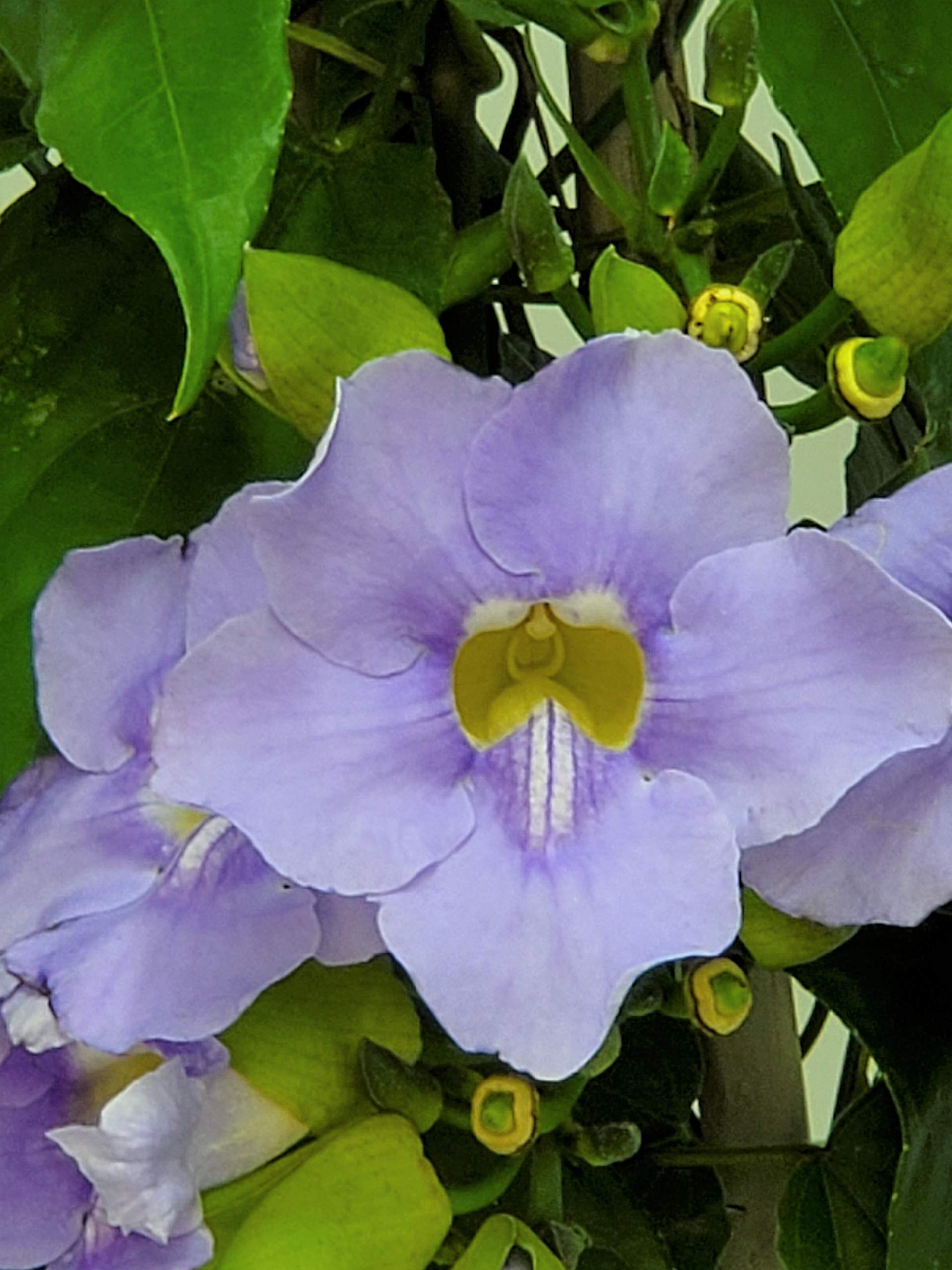Live Sky Vine Plant Trellis - Thunbergia Purple Flowering Tropical Plant for Florida Gardens - 36