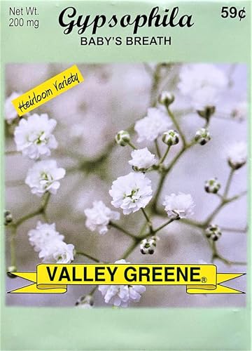 Gypsophila - Baby's Breath