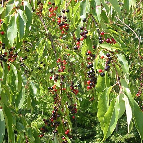 Wild Black Cherry Tree Seeds (Prunus serotina) - Pack of 4 - Palm Beach Medicinal Herbs - Organic Gardening & Natural Remedies
