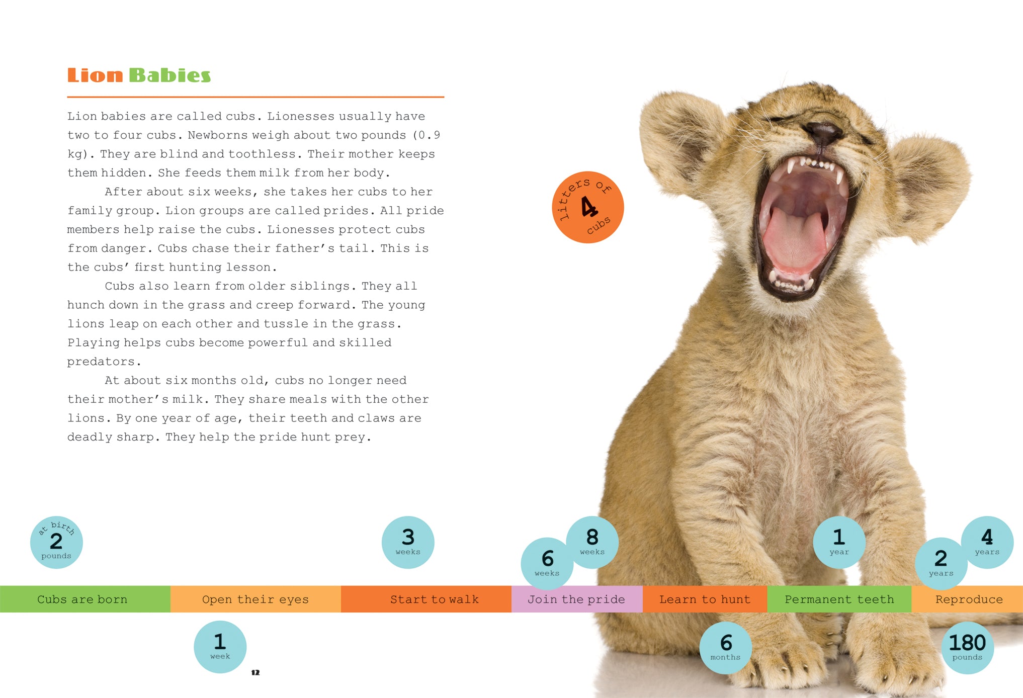 Lions Book 9781608188192 - Wildlife Education & Nature Reading for Kids, Adults - Perfect for School Projects & Animal Lovers