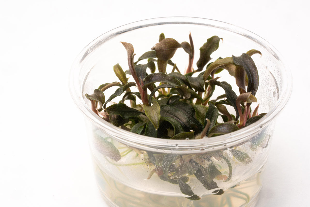 Bucephalandra Kedagang Mini Black Aquatic Plant for Aquarium - Perfect for Nano Tanks, Aquascaping & Shrimp Tanks