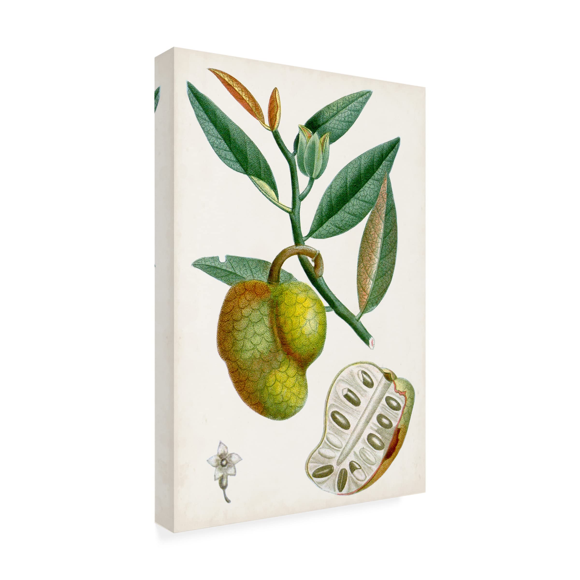 Turpin Tropical Fruit III Canvas Art Print - Vibrant Fruit Still Life Wall Decor for Living Room, Kitchen & Dining Area - Trademark Fine Art by Turpin