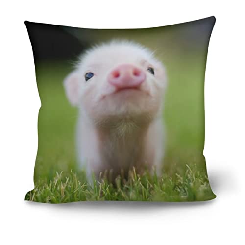 Cute Pig