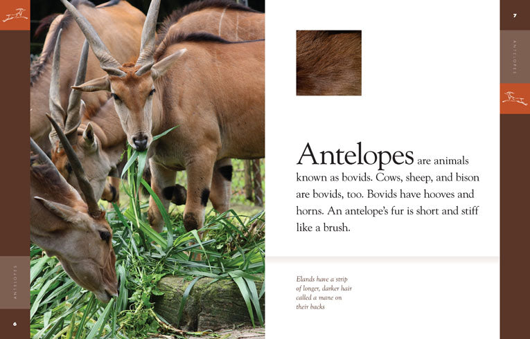 Amazing Animals (2014): Antelopes - Wildlife Documentary DVD | Nature & Animal Lovers Gift | Perfect for Home Education & Classroom Learning