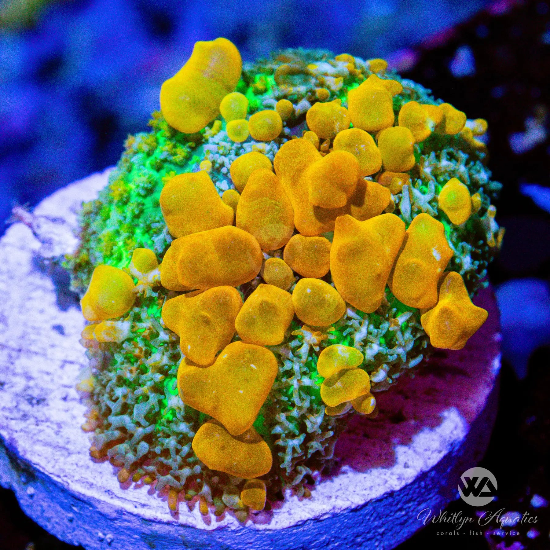 Premium B6 Sunkist Bounce Mushroom Coral - WYSIWYG Live Coral for Saltwater Aquariums | Perfect for Reef Tanks, Nano Tanks & Coral Propagation
