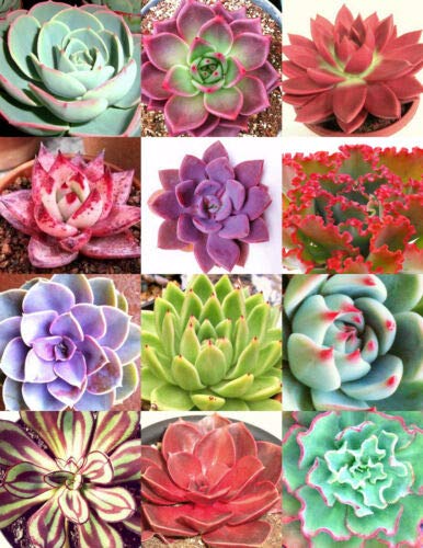 Color Echeveria Mix - Rare Exotic Succulent Seeds (50 Pack) | Hen & Chicks Flowering Plants for Home Garden, Office Decor & DIY Terrarium