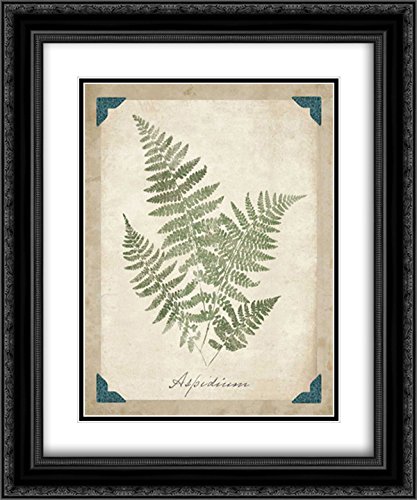 Wild Apple Portfolio 15x17 Black Ornate Framed Double Matted Museum Art Print - Vintage Ferns IX - Perfect for Home Decor, Office Wall Art & Gift Ideas