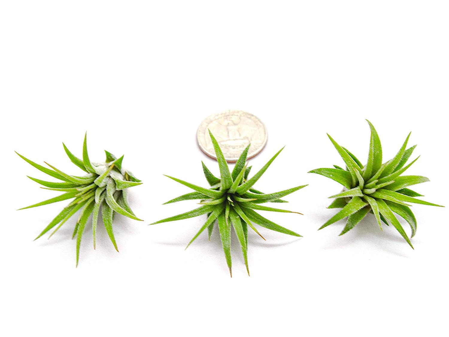 50PK Live Tillandsia Air Plants for Indoor Fairy Gardens - Low Maintenance Terrarium & Houseplants, Perfect as Air Plant Lover Gifts by Plants for Pets | Ideal for Home Decor, Office Plants & DIY Fairy Garden Kits