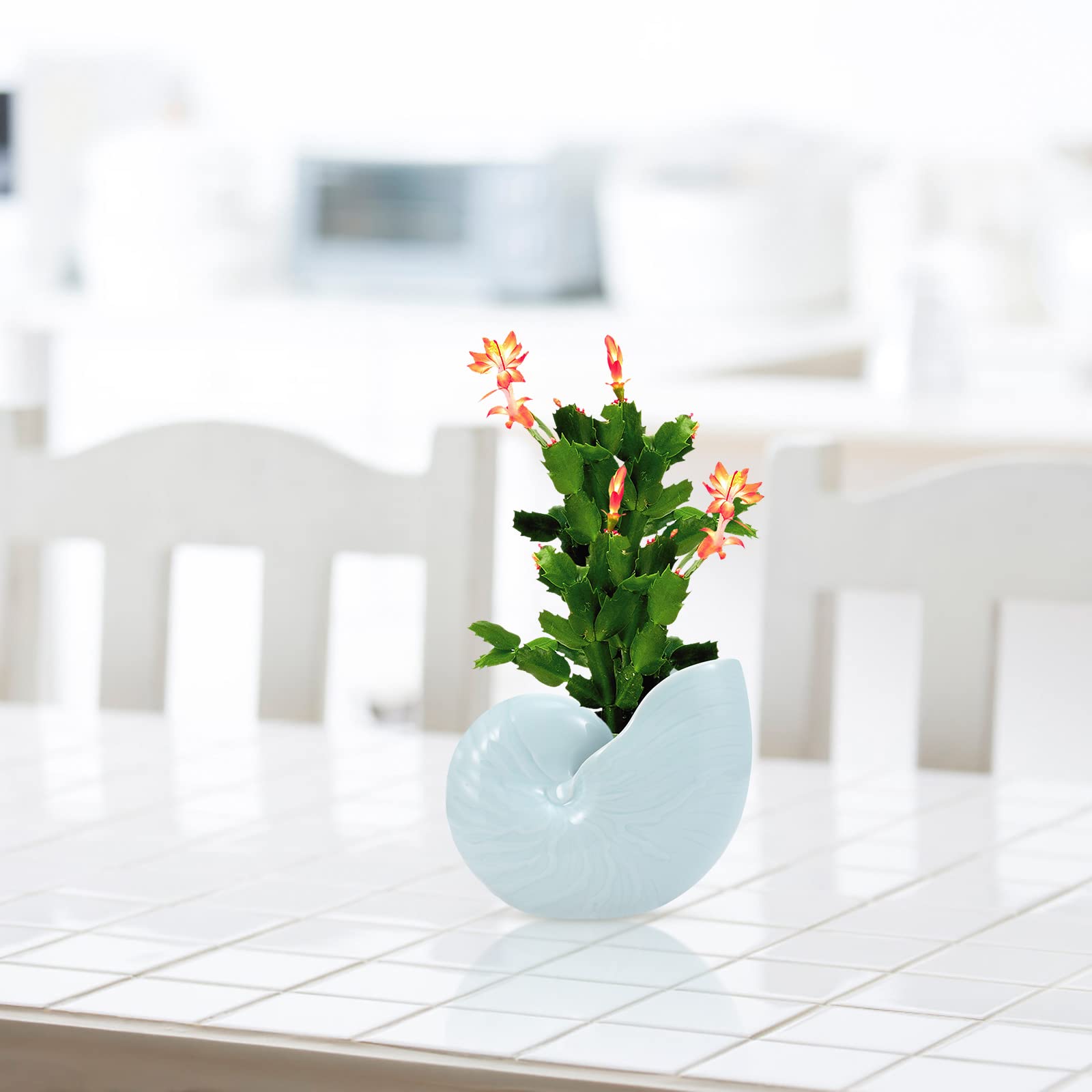 BESPORTBLE 1pc Ceramic Conch Planter Pot - Elegant Outdoor Flower Pot for Gardening, Hydroponics, Bonsai & Home Decor - Perfect for Patio, Balcony and Indoor Plants