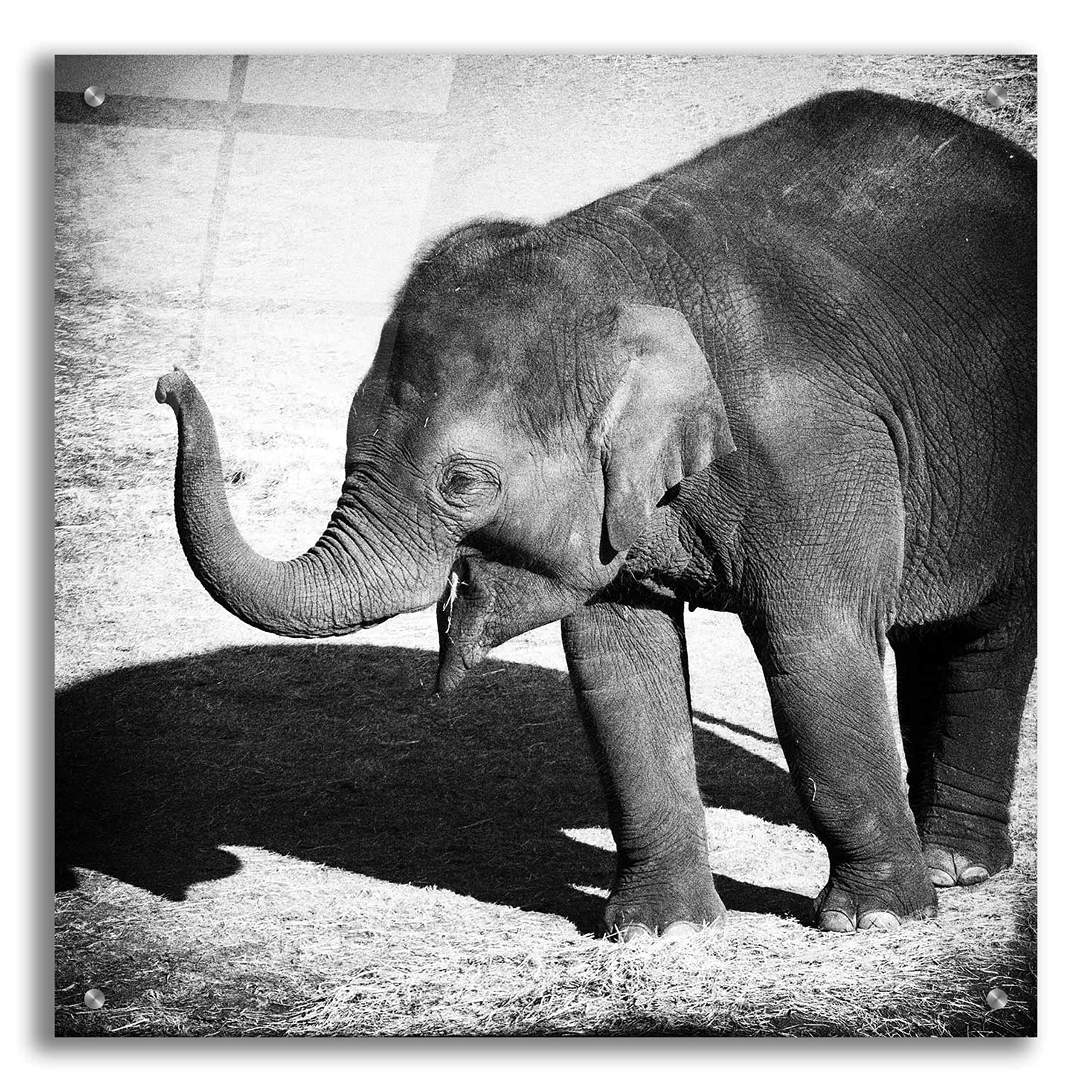 Debra Van Swearingen Elephant IV Acrylic Glass Wall Art - 24x24 Inch Modern Abstract Painting for Living Room, Bedroom & Office Decor
