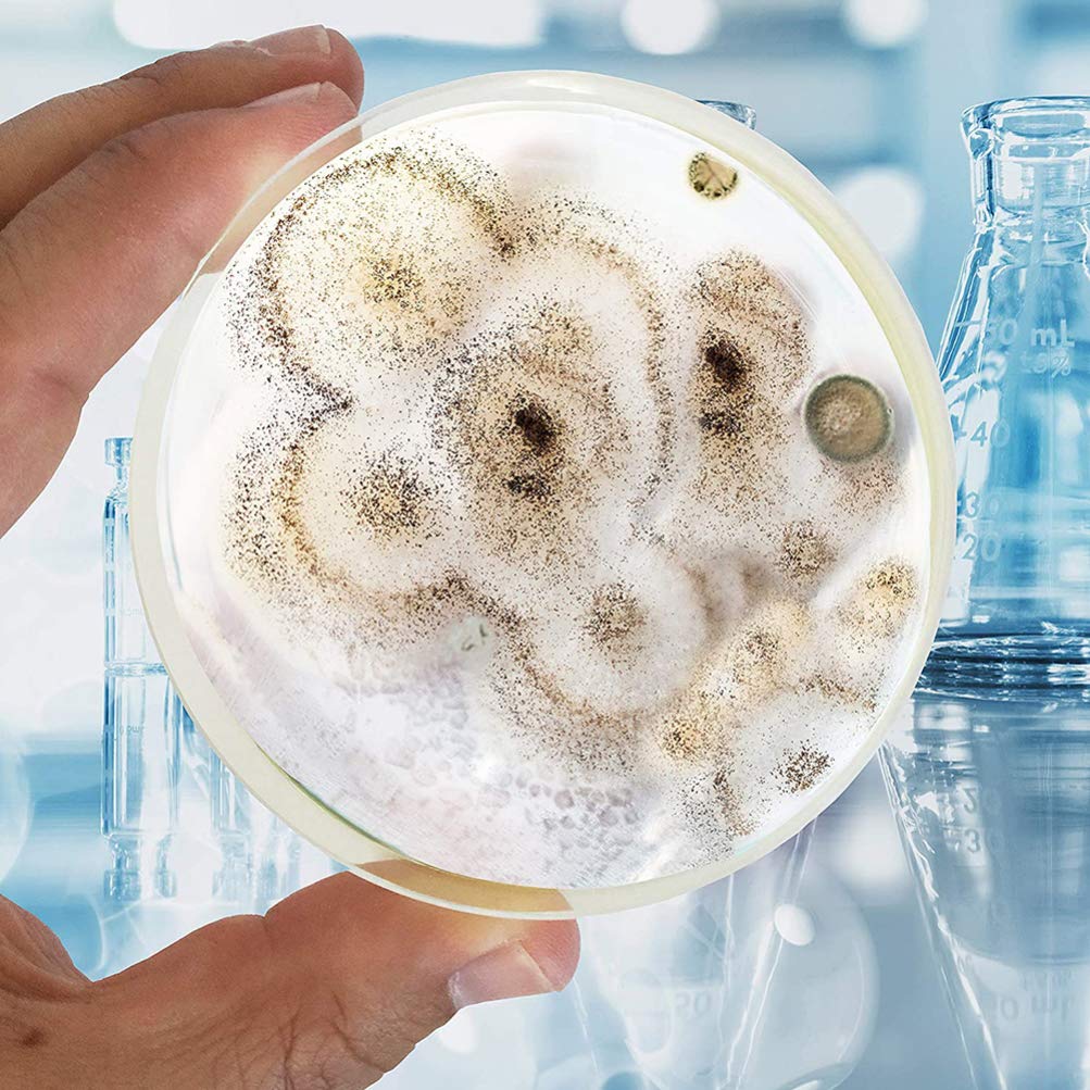 10pcs Home Mold Test Kit - Soy Agar Plates with Lids for Petri Dishes, Mycology & Mushroom Cultivation | Black Mold Detection Kit for Home Use | Perfect for Science Experiments, Classroom Projects & DIY Biology Studies