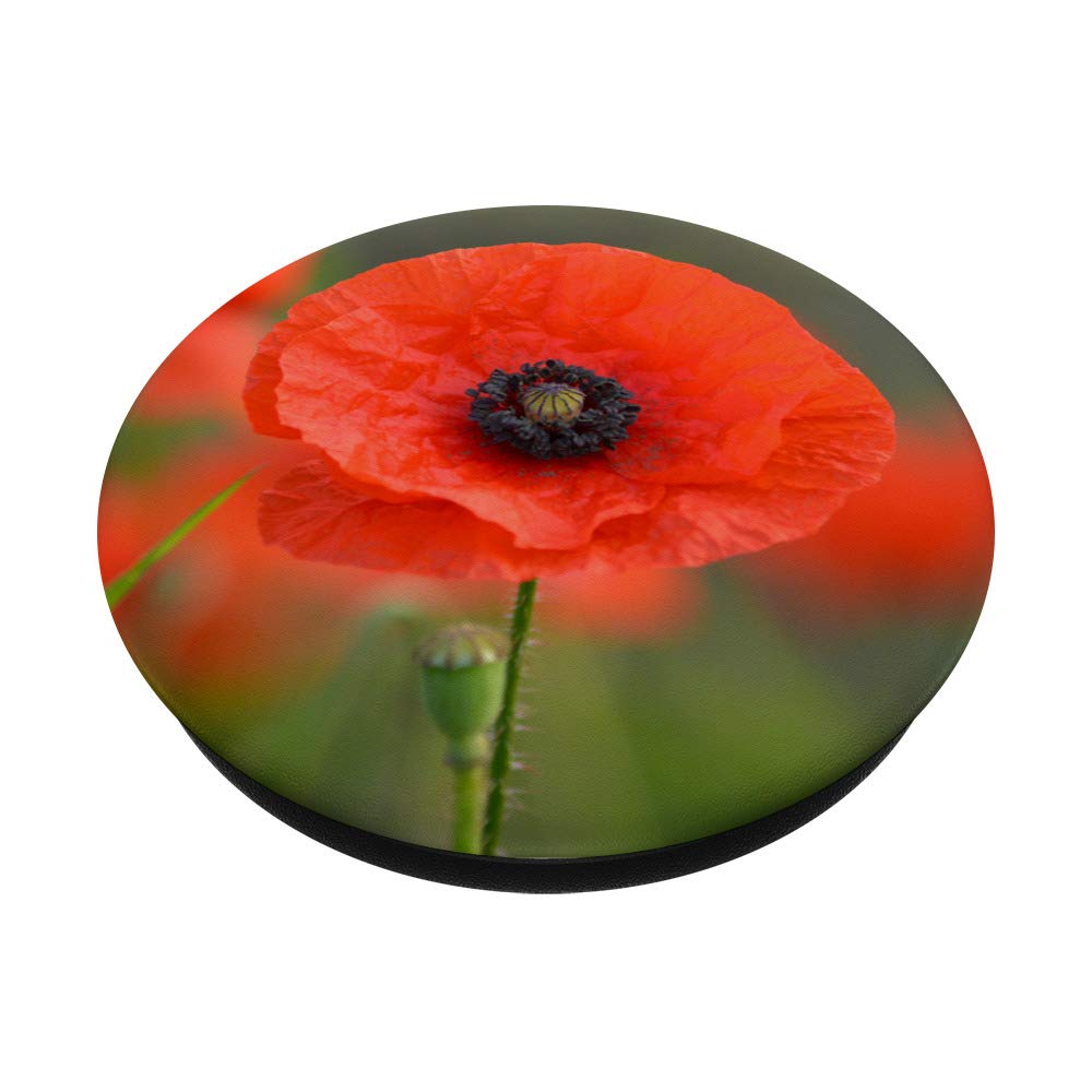 Red Poppy Flowers - Natural Wildflower Seeds for Garden Planting, Landscaping & Home Decor | Perfect for DIY Bouquets, Wedding Arrangements & Outdoor Gardens