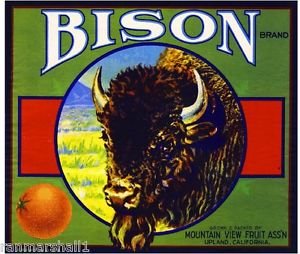 San Bernardino Bison Buffalo & Orange Citrus Fruit Crate Art Magnet - Vintage California Style Fridge Decor for Kitchen, Office & Gifts