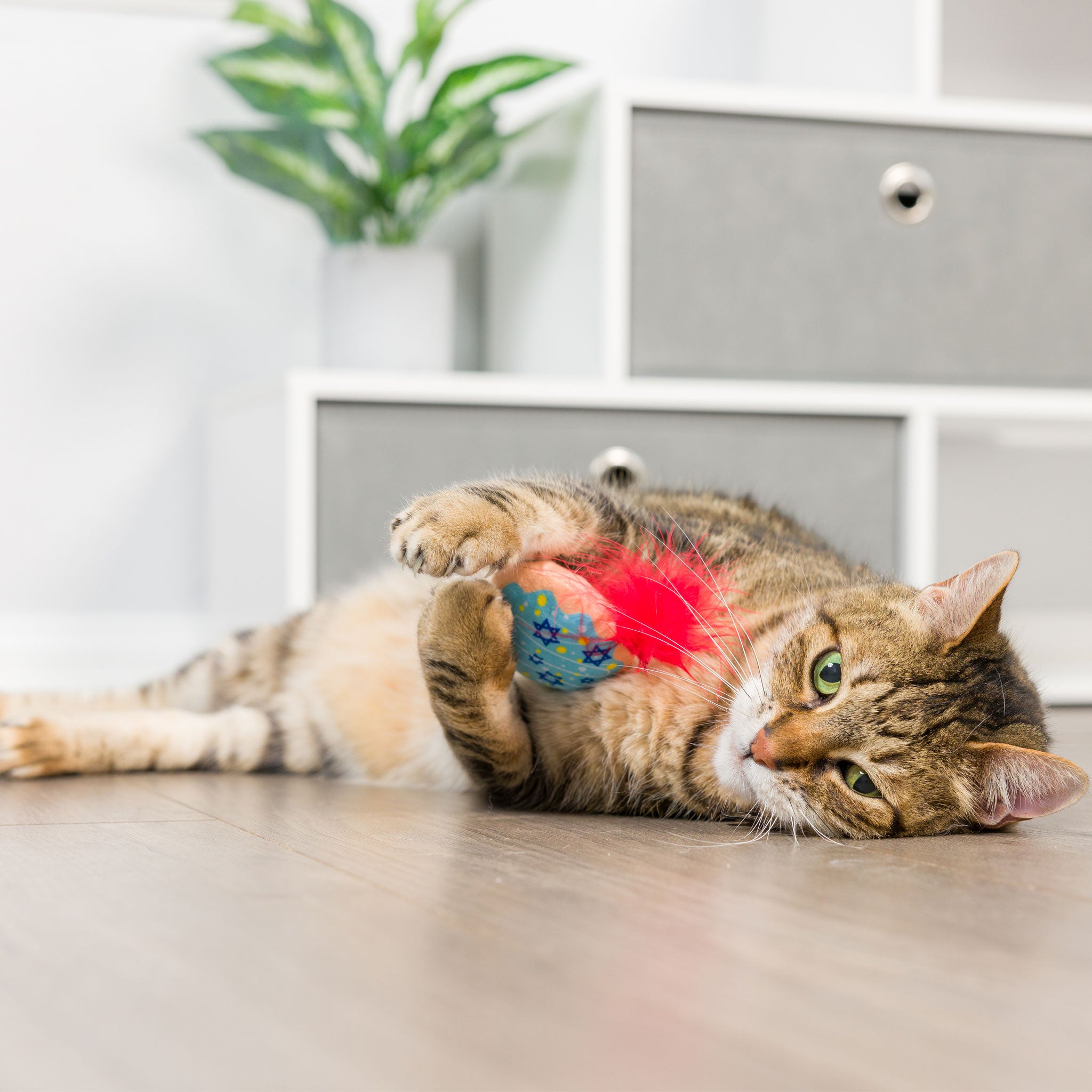 Huxley & Kent Jelly Roll & Meowchewits Blue Cat Toys - Interactive Cat Toys for Playtime, Exercise & Stress Relief - Perfect for Indoor Cats & Kittens