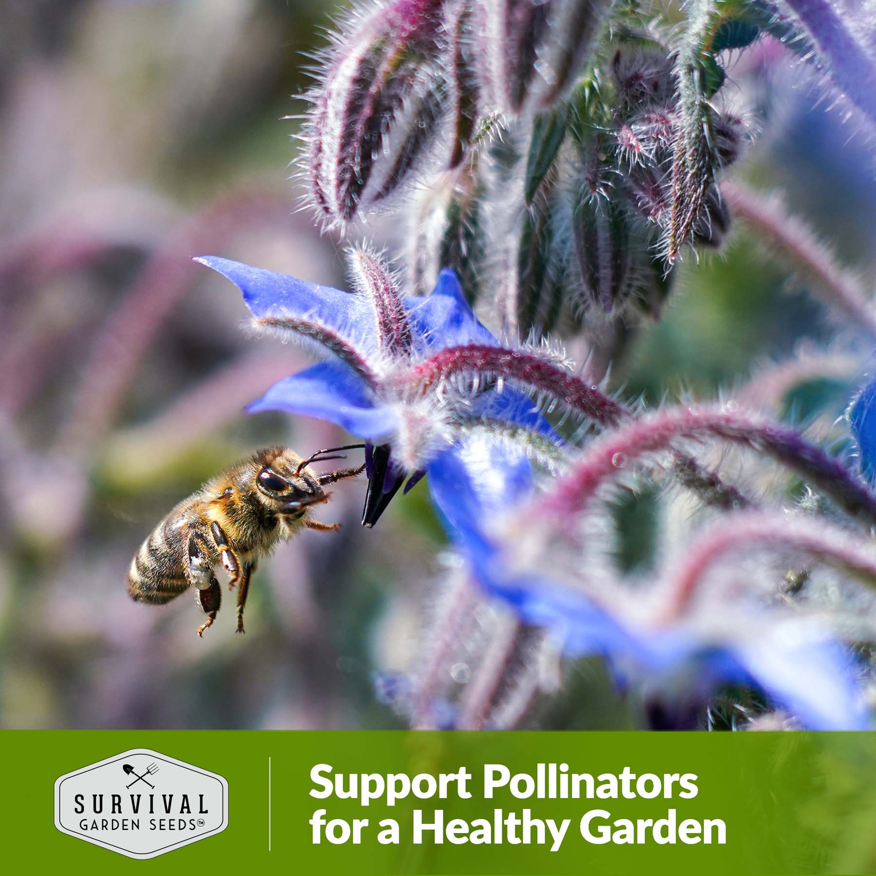 Organic Borage Seeds for Planting - Non-GMO, Heirloom Herb Seeds for Garden, Kitchen & Medicinal Use - Perfect for Teas, Salads, and Pollinator Gardens