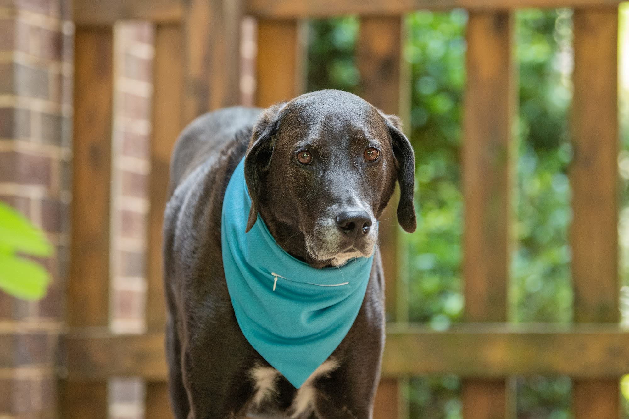 Premium Dog Bandanas for Pets - Soft Silk, Crushed Velvet & Cooling Cotton Dog Scarves for Small Medium Large Dogs | Perfect for Outdoor Adventures, Pet Photos & Special Occasions