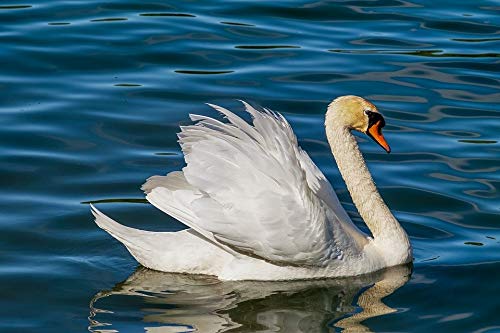 1000 Piece Jigsaw Puzzle for Adults - Swan Lake Landscape Puzzle, Educational Brain Teaser & Stress Relief Toy, Fun Family Game Night Activity | Perfect for Home Decor, Office Relaxation & Gift Giving