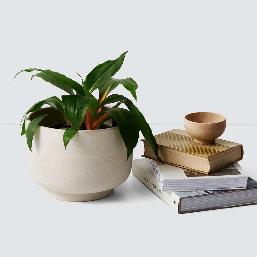 Paseo Tabletop Planter - Modern Ceramic Flower Pot for Succulents, Herbs & Small Plants | Perfect for Home, Office & Indoor Decor