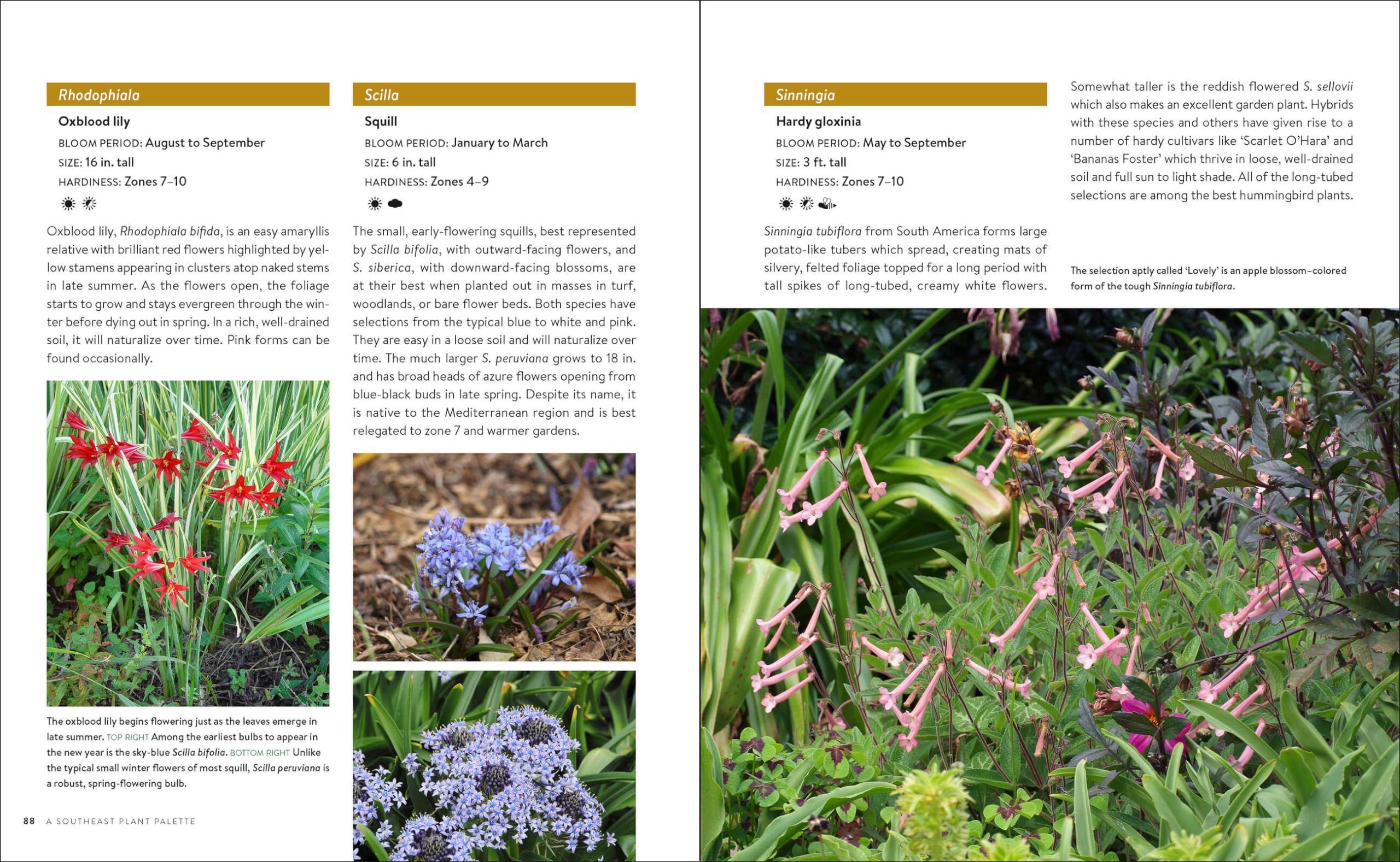 Southern Gardening Guide: Complete Homeowner's Handbook for Beautiful Yards & Landscapes | Perfect for Beginners, DIY Landscaping & Southern Climate Gardens