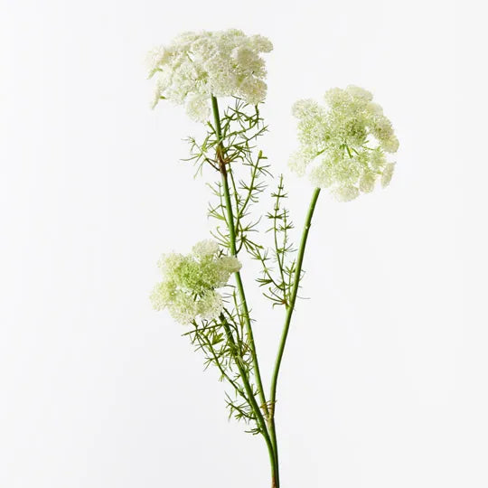 Queen Anne's Lace - Delicate White Wildflower for Wedding Bouquets, Home Decor & Garden Landscaping