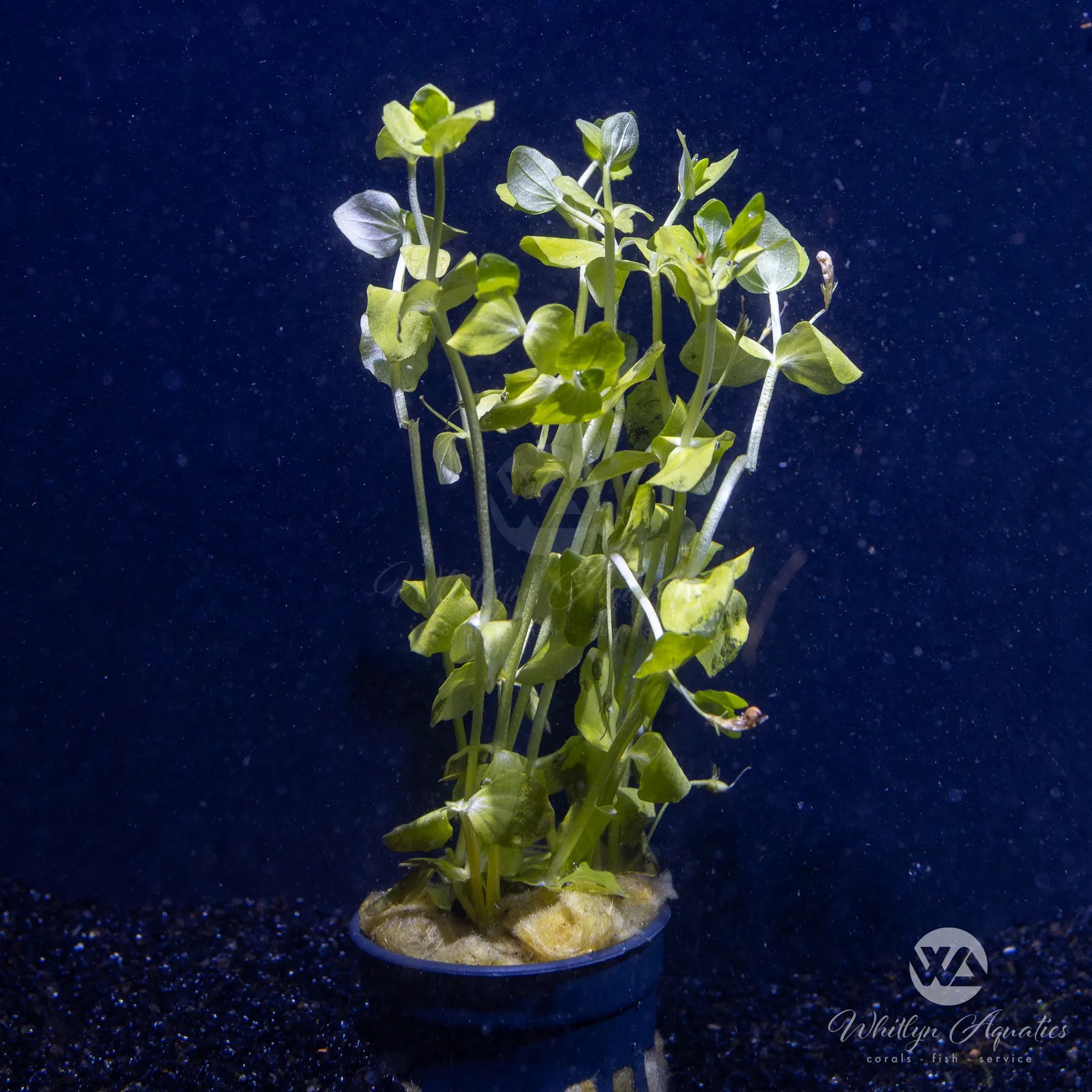 Lindernia Rotundifolia Aquatic Plant for Freshwater Aquariums | Perfect for Aquascaping and Fish Tanks