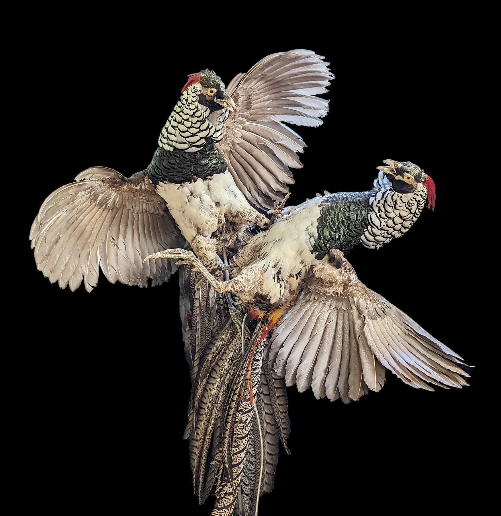 Lady Amherst Pheasant Taxidermy Mount - Realistic Handcrafted Decorative Bird for Home & Office Decor | Perfect for Hunting Lodges, Cabinets, and Wildlife Displays