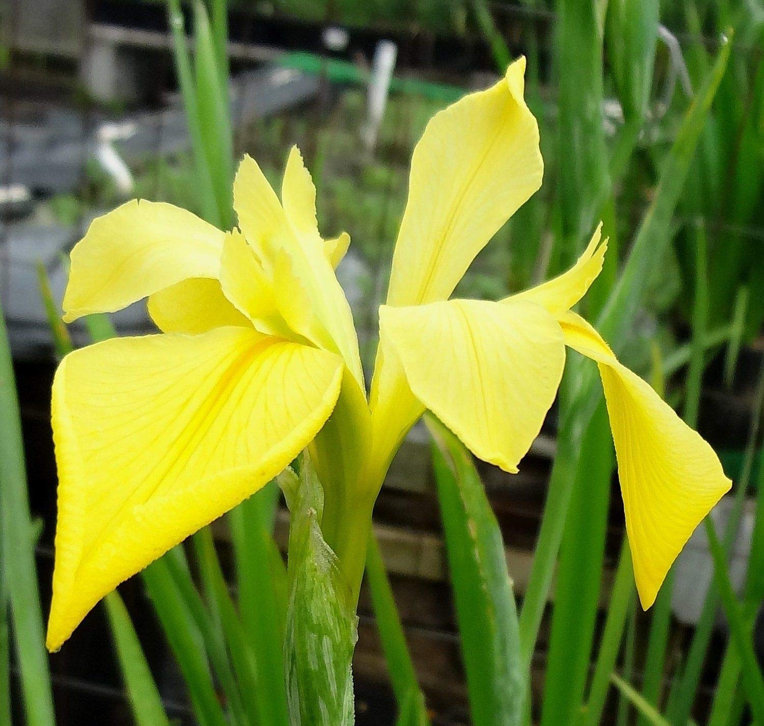 Dixie Deb Louisiana Iris Bog Plant - Yellow Marginal Pond Plant for Water Gardens | AquaLeaf Aquatics | Perfect for Ponds, Wetlands & Aquatic Landscaping