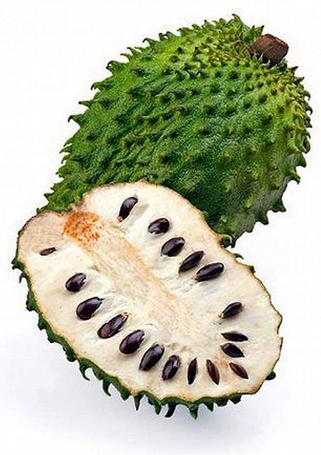Buy Soursop Tree (Graviola/Guabana) - Live Tropical Fruit Plant for Home Garden | Fresh Fruit Production & Landscaping