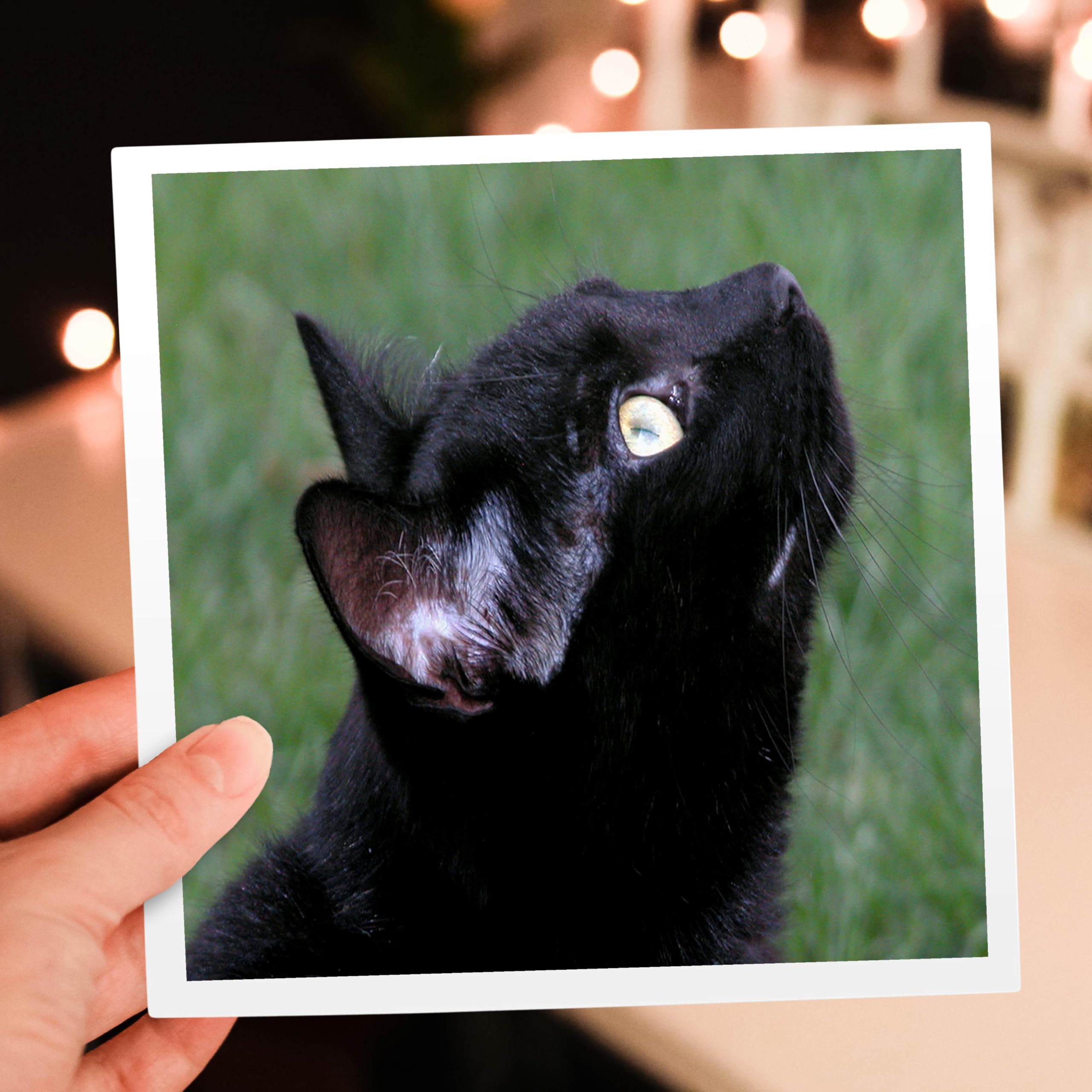 Black Cat Looking Up Greeting Card - Cute Cat Photography - Perfect for Birthdays, Holidays & Special Occasions