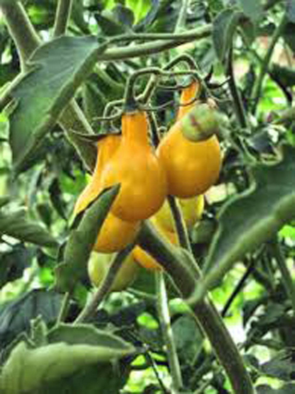 Organic Yellow Pear Tomato Seeds - Heirloom Non-GMO 100ct - Sweet Cherry Tomatoes for Salads, Salsas & Fresh Eating - Perfect for Home Gardens & Container Planting