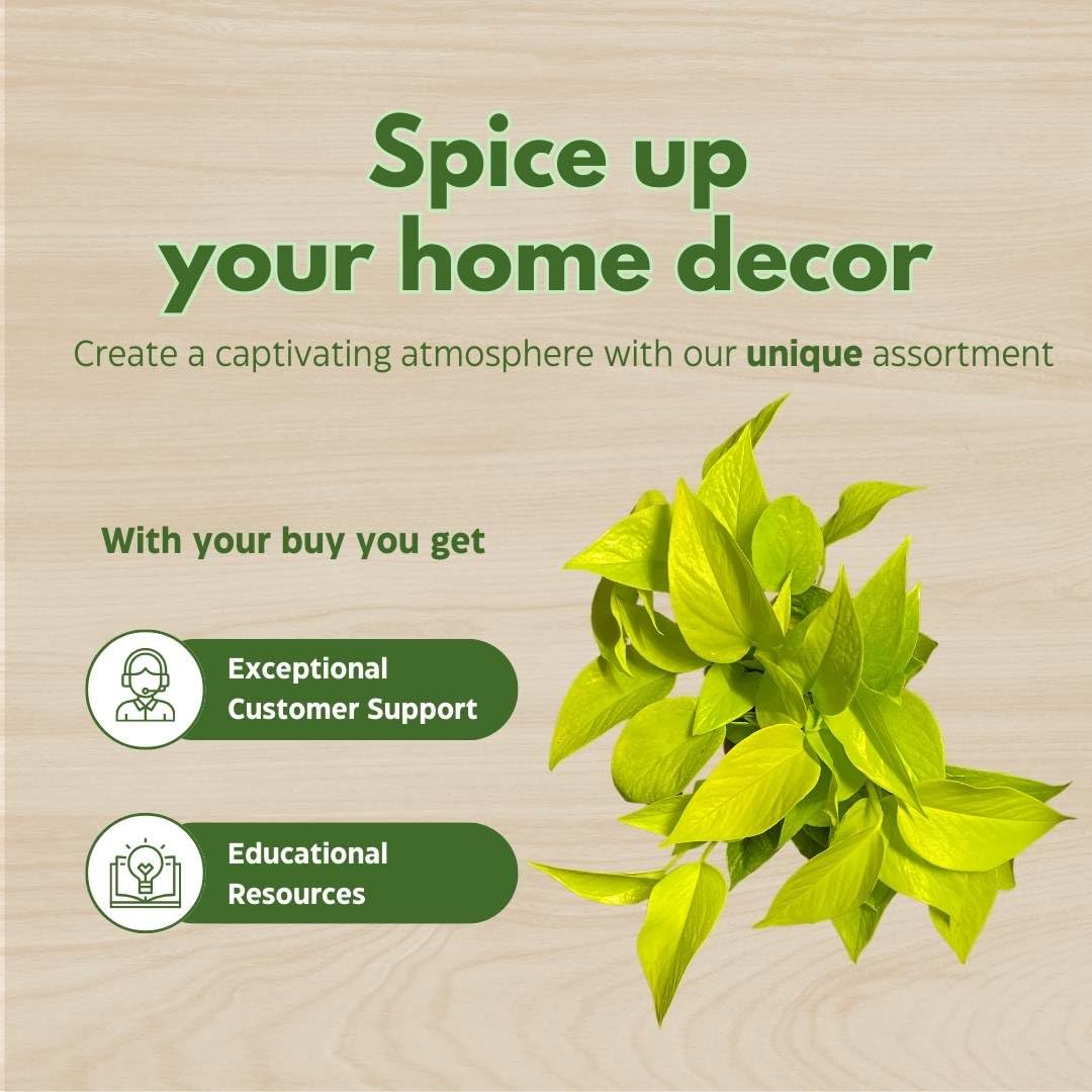 BubbleBlooms Neon Pothos (Epipremnum aureum) in 6 Inch Pot - Devil's Ivy, Hunter's Rove - Low Light Indoor Houseplant for Home, Office & Garden Decor