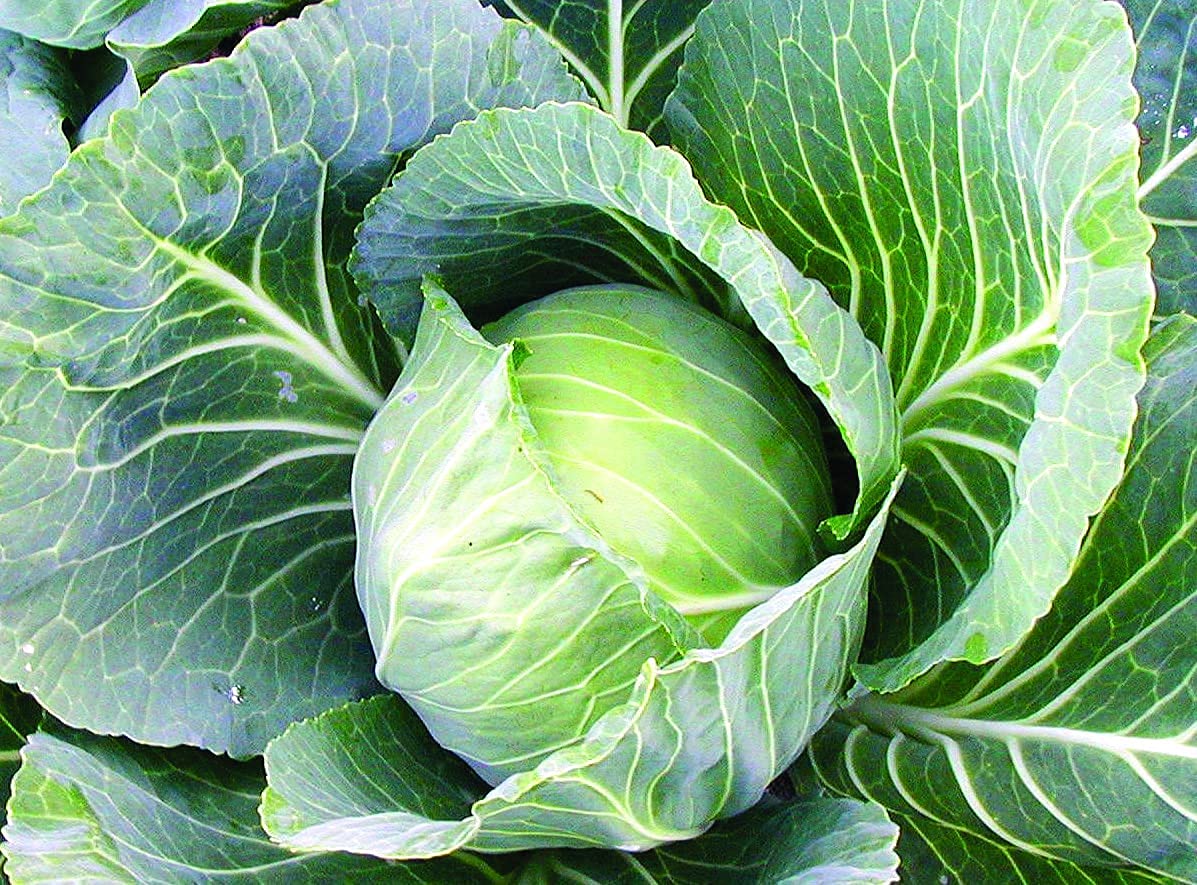 Heirloom Late Flat Dutch Cabbage Seeds - Non-GMO, 100 Count - Tasty Healthy Vegetable for Home Gardening, Fresh Salads & Fermenting Sauerkraut
