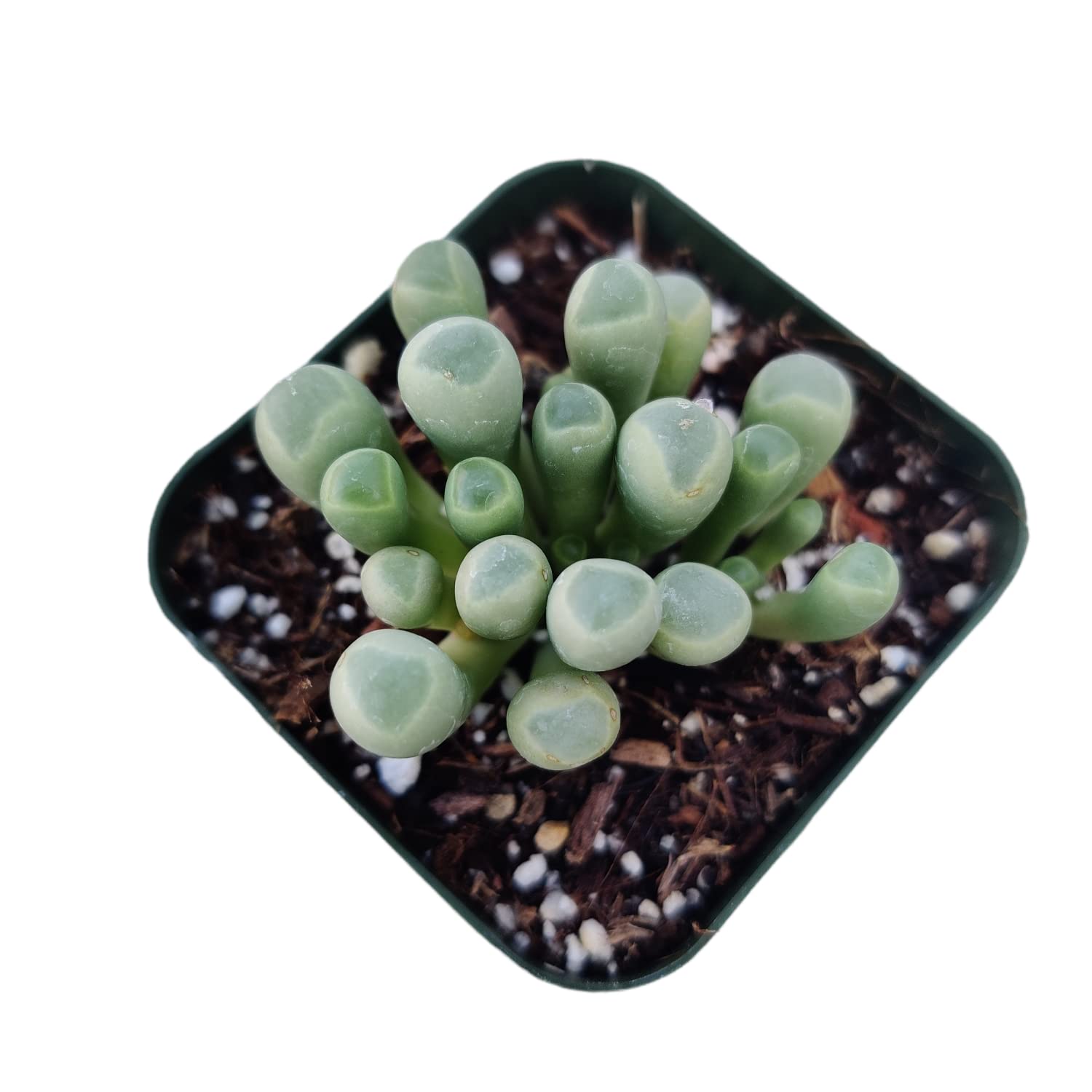 Live Succulent Plants - Fenestraria Baby Toes in 2 Inch Pots | Rare US Grown Succulents for Home Decor, Office Desk & Garden Arrangements