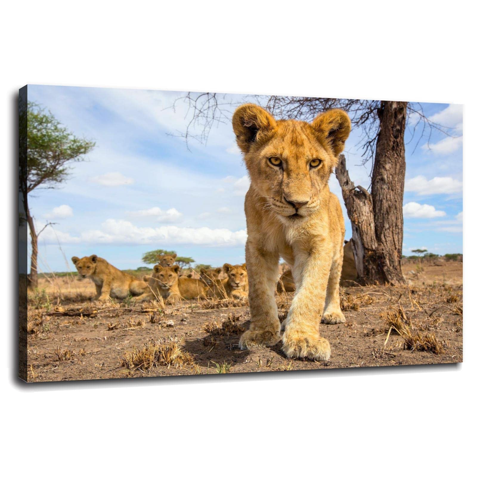 Little Lion Canvas Prints - 12