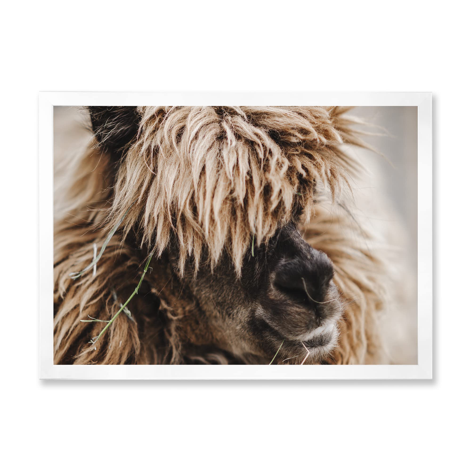 Fluffy Curly Alpaca Portrait - Farmhouse Style Framed Wall Art Decor for Living Room, Bedroom & Nursery | Cozy Animal Painting Home Décor