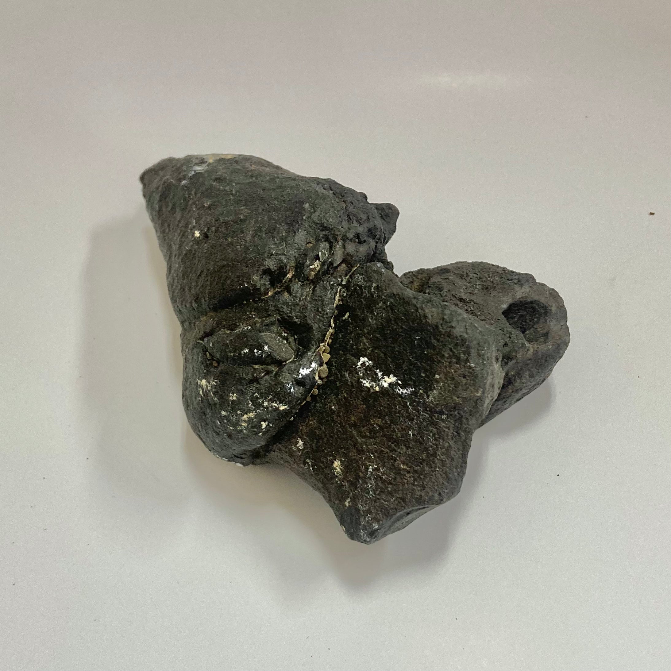 Authentic Whale Ear Bone Fossil - Genuine Collectible Marine Specimen for Science Enthusiasts & Home Decor | Perfect for Educational Displays, Ocean-Themed Decor, and Unique Gift Ideas