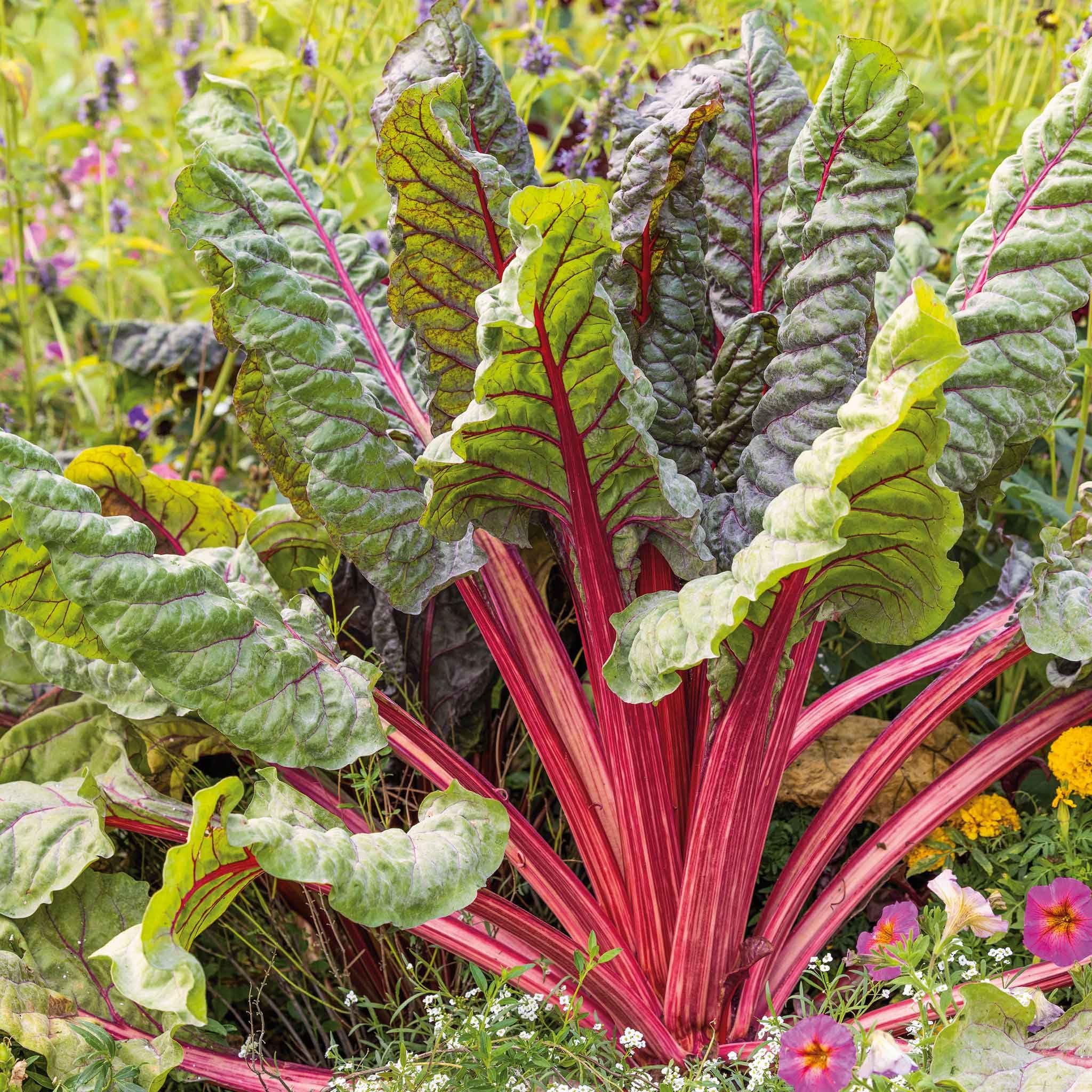 Eden Brothers Ruby Red Swiss Chard Seeds for Planting - Non-GMO Heirloom Vegetable Seeds for Home Garden, Raised Beds & Container Gardening - Perfect for Salads, Stir-Fries & Healthy Cooking