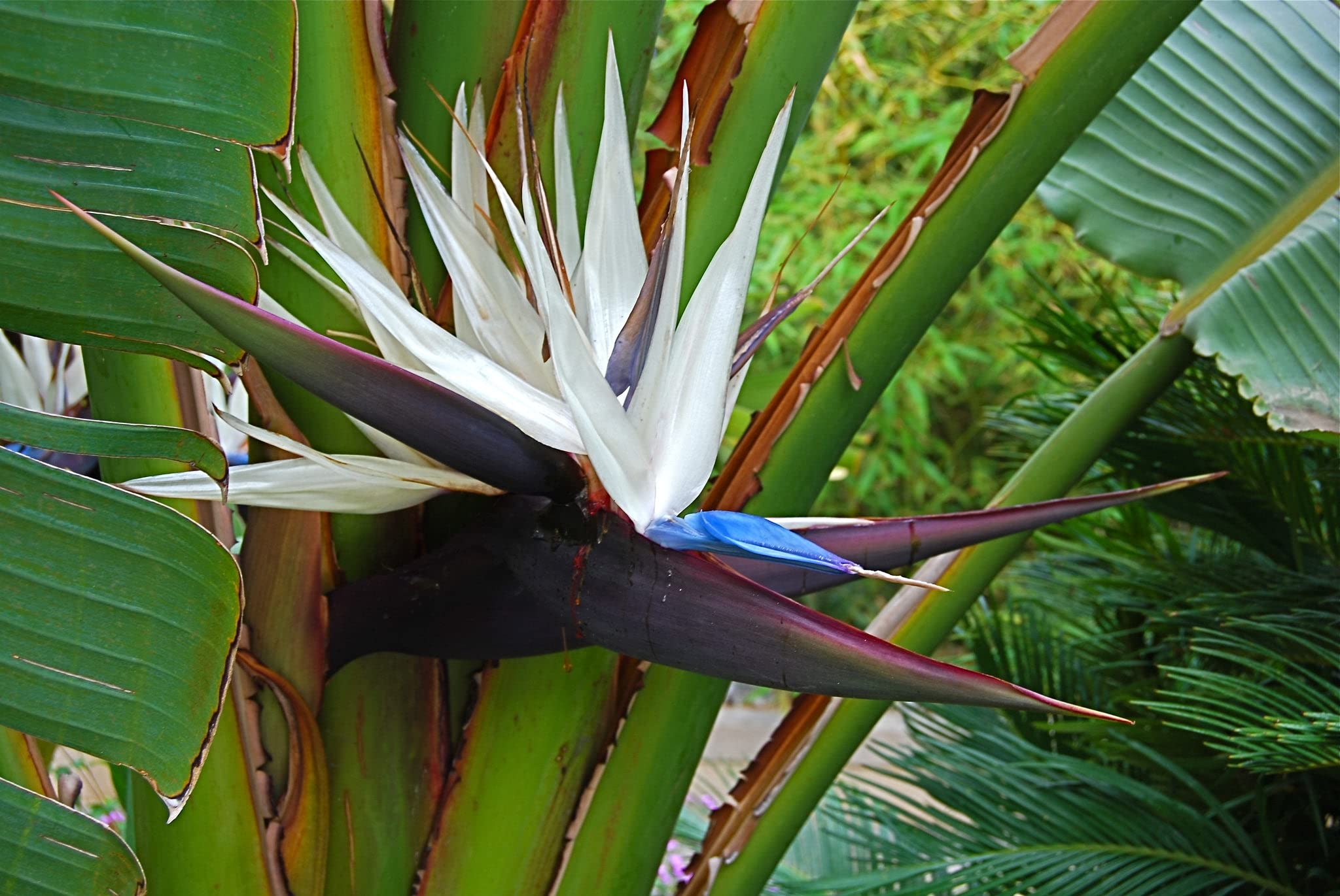 White Bird of Paradise Live Plants (Strelitzia Nicolai) - 30 Pack Tropical Rare Foliage Specimen for Indoor/Outdoor Decor, Office & Garden Landscaping