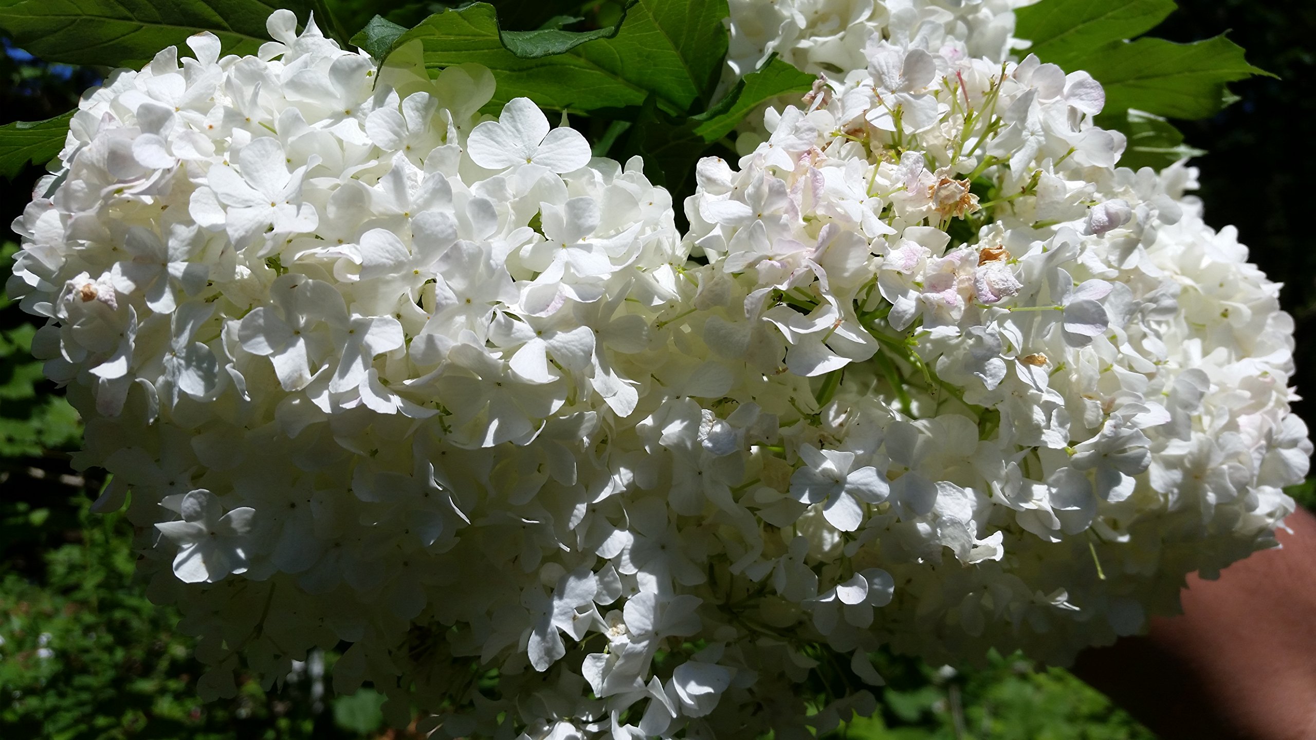 Pixies Gardens Phantom Hydrangea Plant (1 Gallon) - Large White Creamy Flower Clusters Over 12 Inches - Grows in Various Climates - Perfect for Garden Landscaping, Wedding Decorations & Outdoor Planters
