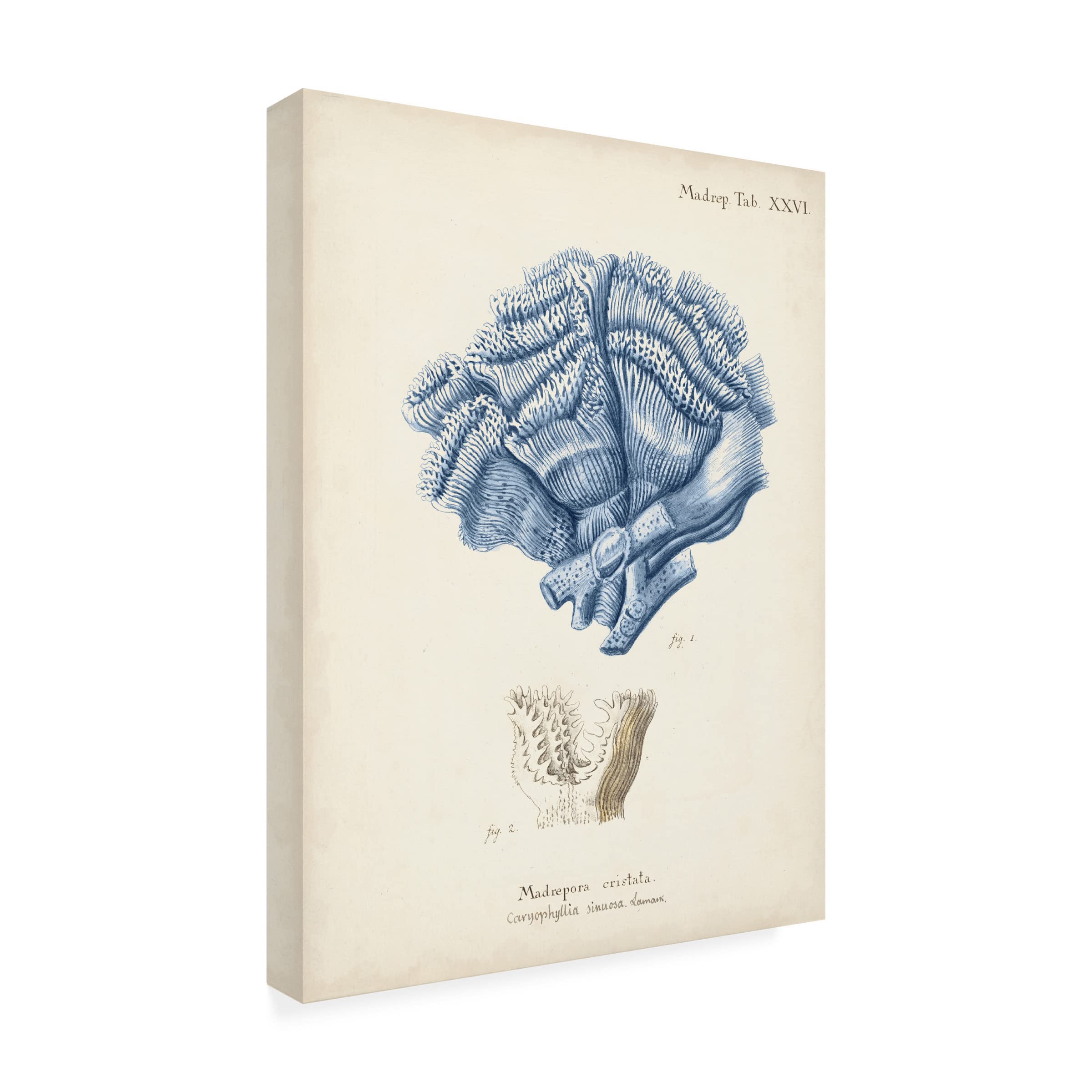 Trademark Fine Art 'Antique Coral in Navy II' Canvas Wall Art Print by Johann Esper - Perfect for Living Room, Bedroom & Office Decor