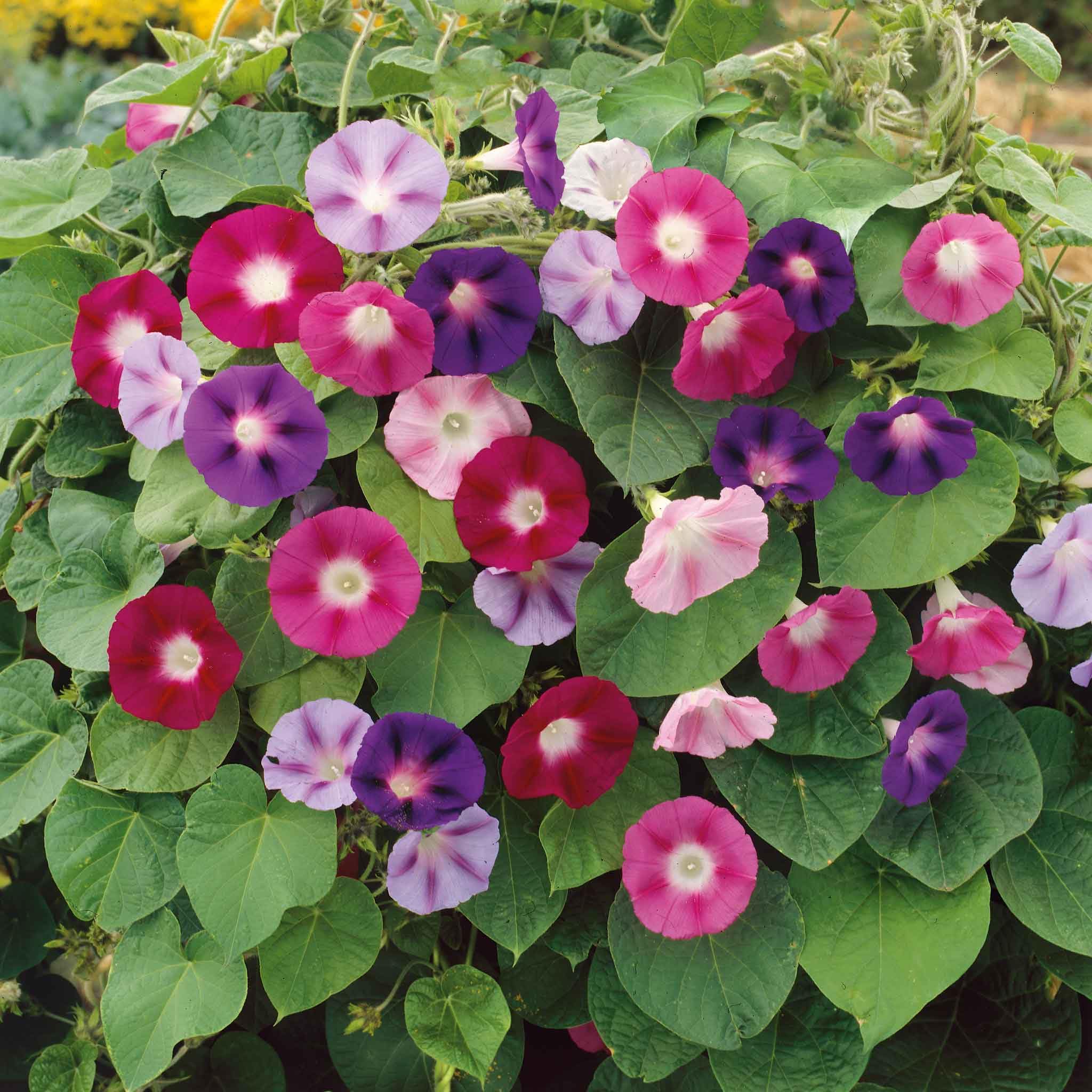 Eden Brothers Non-GMO Morning Glory Seeds - Fieldgrown Mix for Planting | Low-Maintenance Flower Seeds, Spring Planting, Zones 1-10 | Perfect for Garden Beds, Trellises & Container Gardening