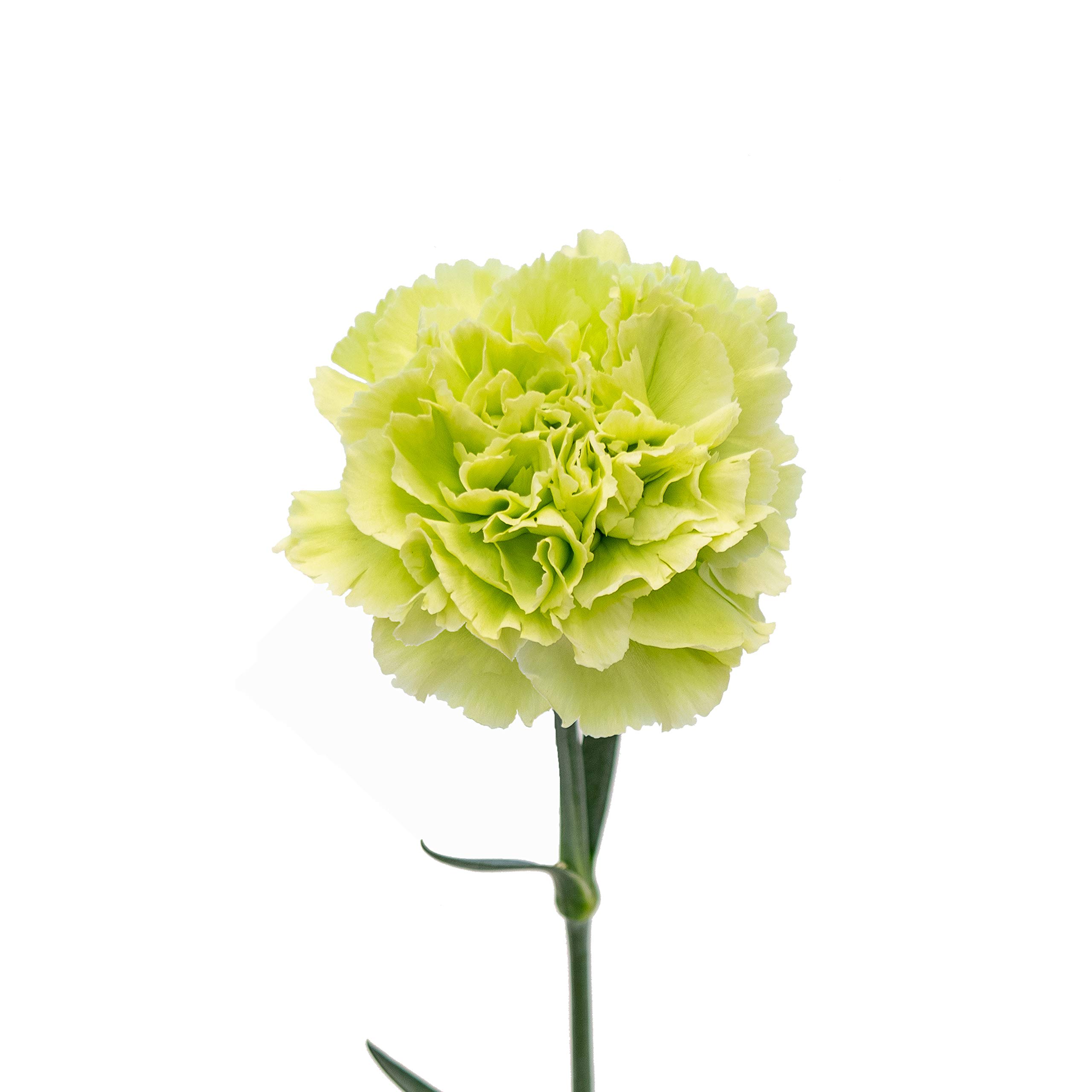 Fresh Natural Cut Flowers - 150 Green Carnations by FlowerPrime for Weddings, Home Decor & Special Events