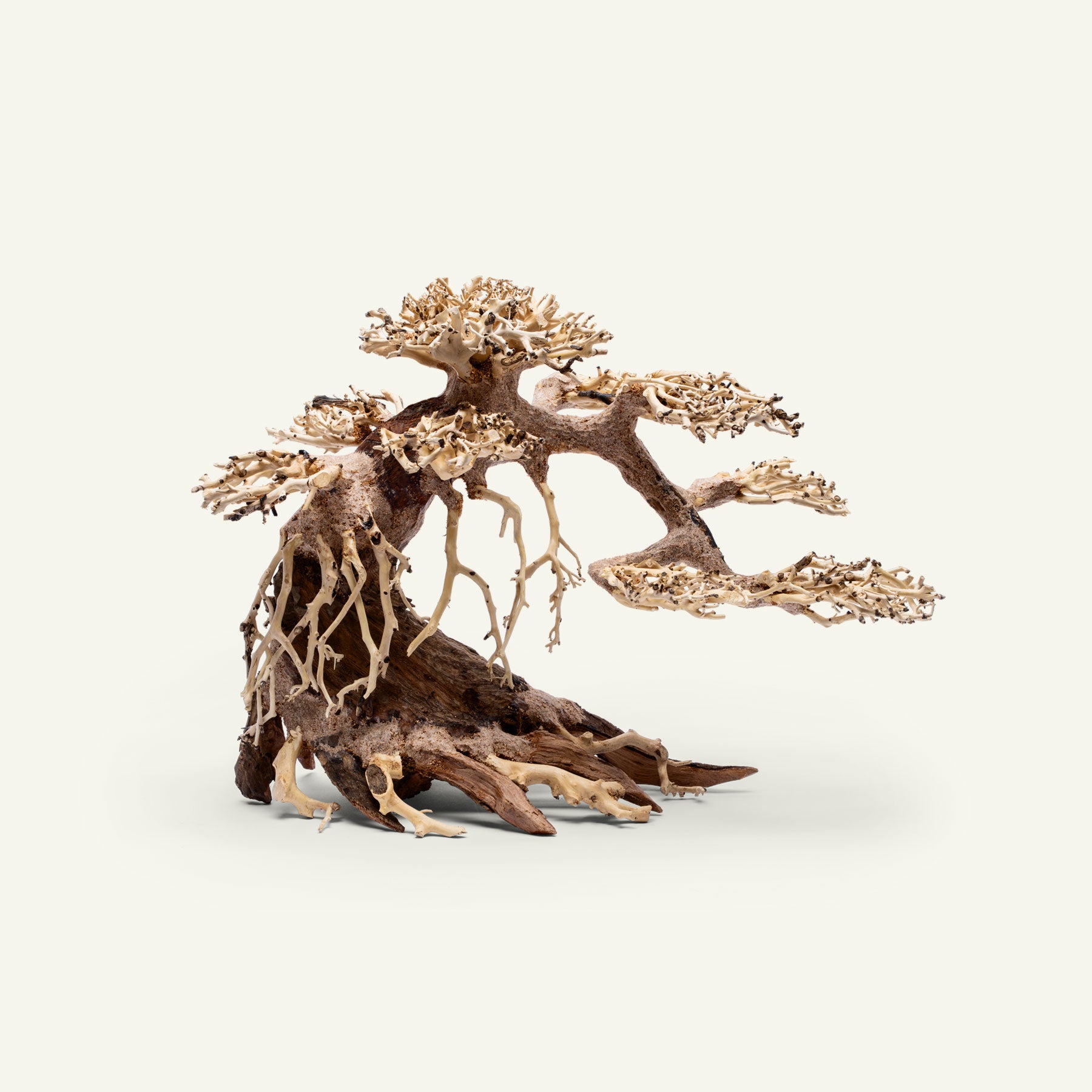 Premium Uns Bonsai 021 - Miniature Japanese Bonsai Tree for Home & Office Decor | Perfect Zen Garden Gift for Plant Lovers