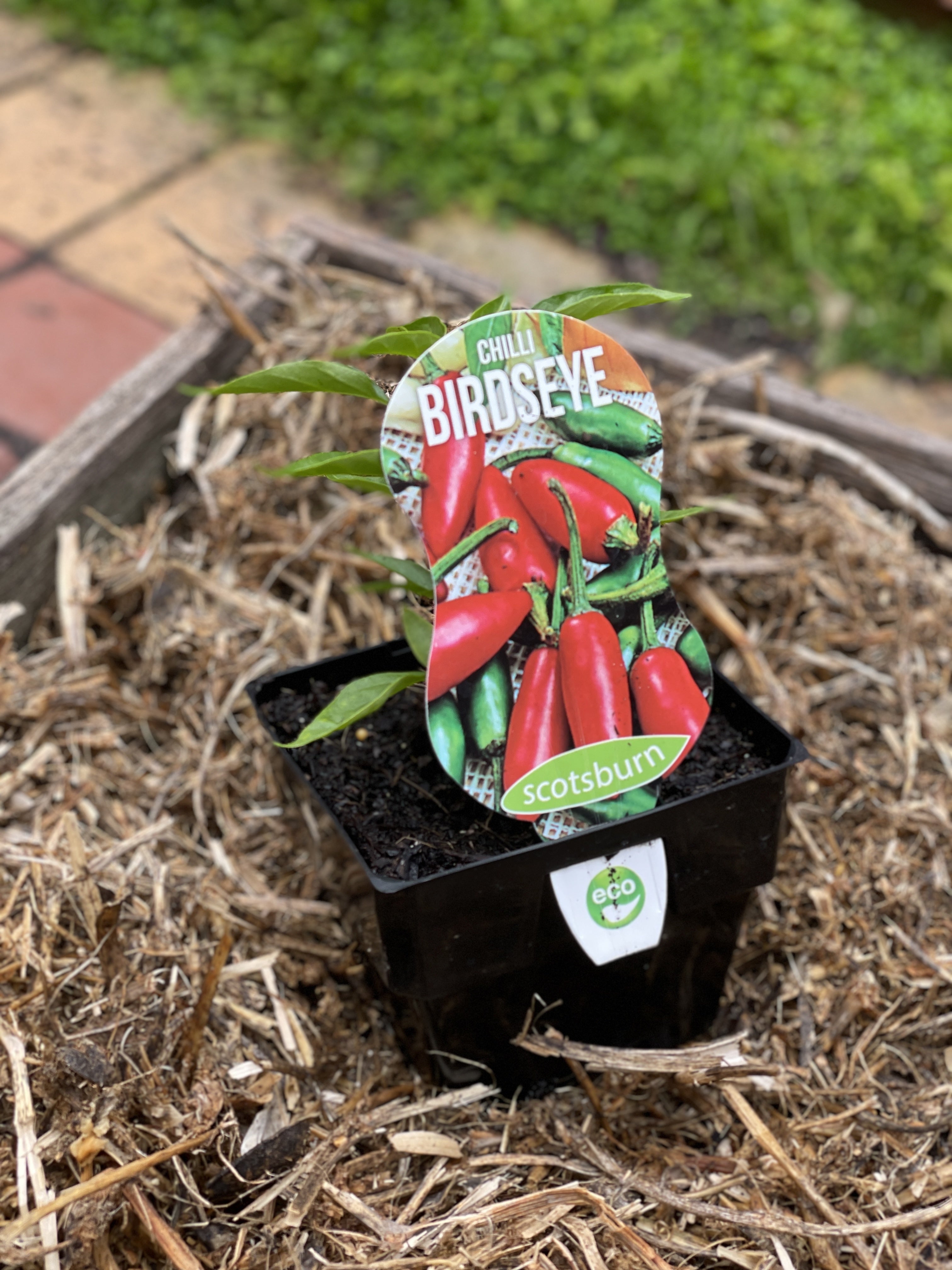 Birdseye Chili Peppers - Hot & Spicy Fresh Peppers for Cooking, Sauces, and Asian Cuisine | Perfect for Stir-Fry, Curry, and Szechuan Dishes