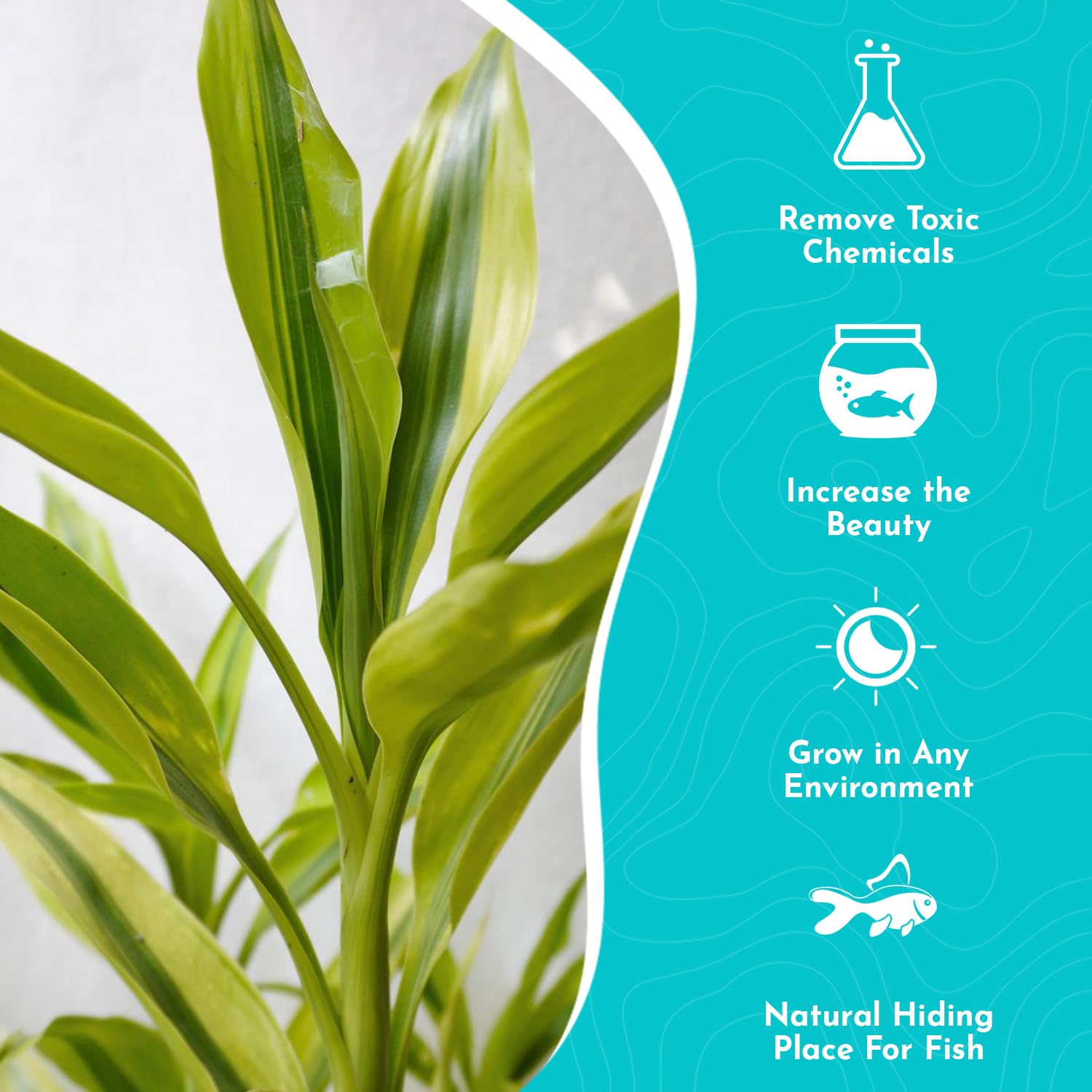 Lucky Bamboo Plant Dracaena Sanderiana - 5 Pack Curly Indoor House Plants - Organic Aquatic Plants for Home & Office Decor - Easy Care Low Maintenance - Perfect for Feng Shui, Gifts & Tabletop Decor