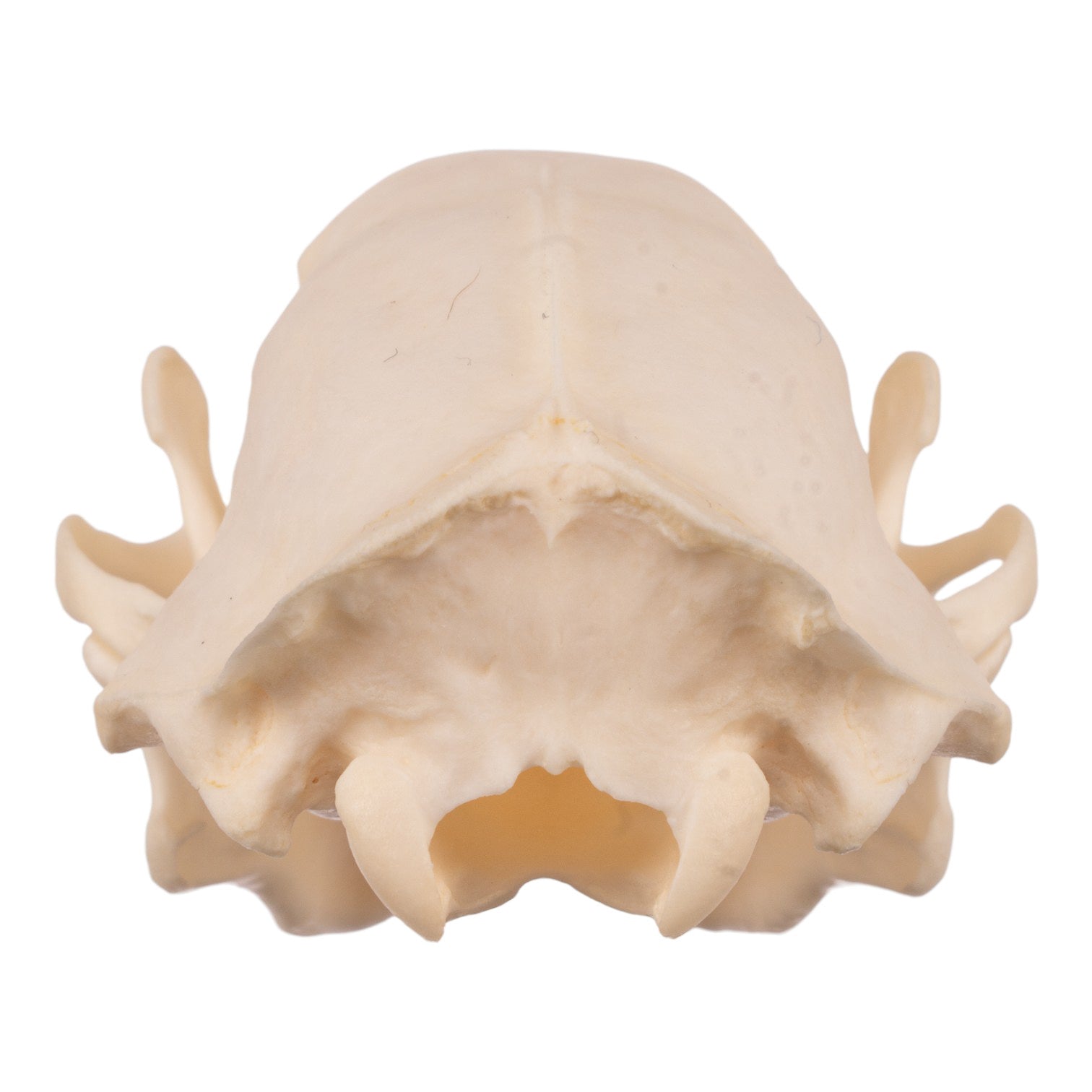 Authentic Real Striped Skunk Skull - Taxidermy Specimen for Science Education, Oddity Collectors & Home Decor | Perfect for Biology Classrooms, Gothic Decor & Natural History Displays