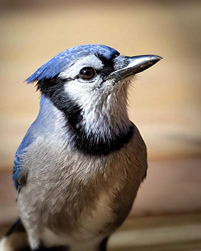 1500-Piece Wooden Blue Feather Bird Puzzle for Adults - Home Decor & Gifts