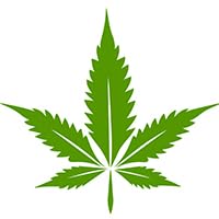 POT LEAF