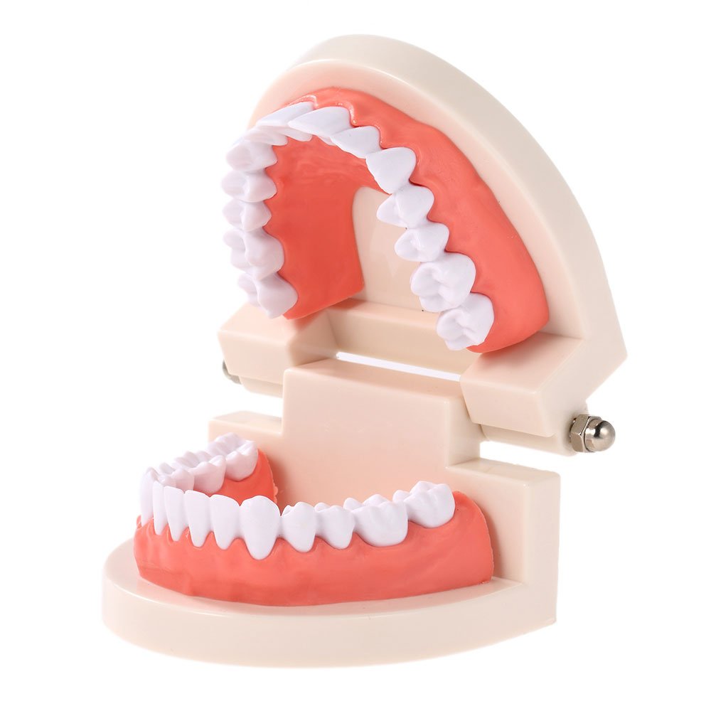 Adult Dental Teeth Teaching Model - Standard Dentures with Gums for Brushing Demonstration | Perfect for Kindergarten, Dental Schools & Oral Hygiene Education