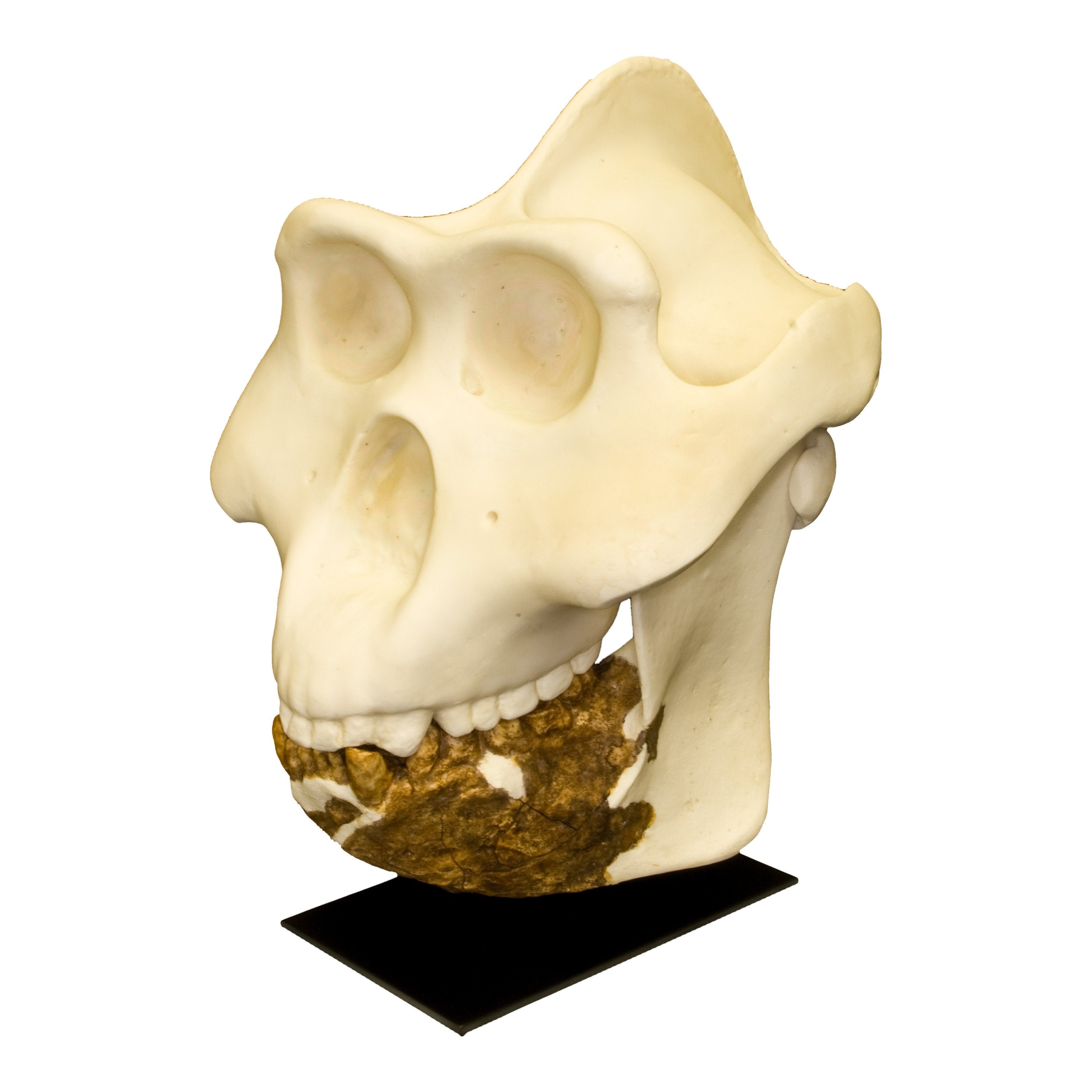Authentic Replica Gigantopithecus Skull - Life-Size Prehistoric Ape Fossil Model for Home Decor, Museum Display & Educational Use